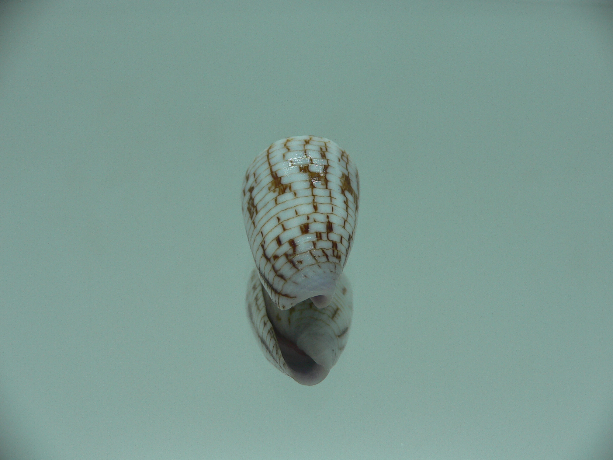 Conus melvilli ELONGATE