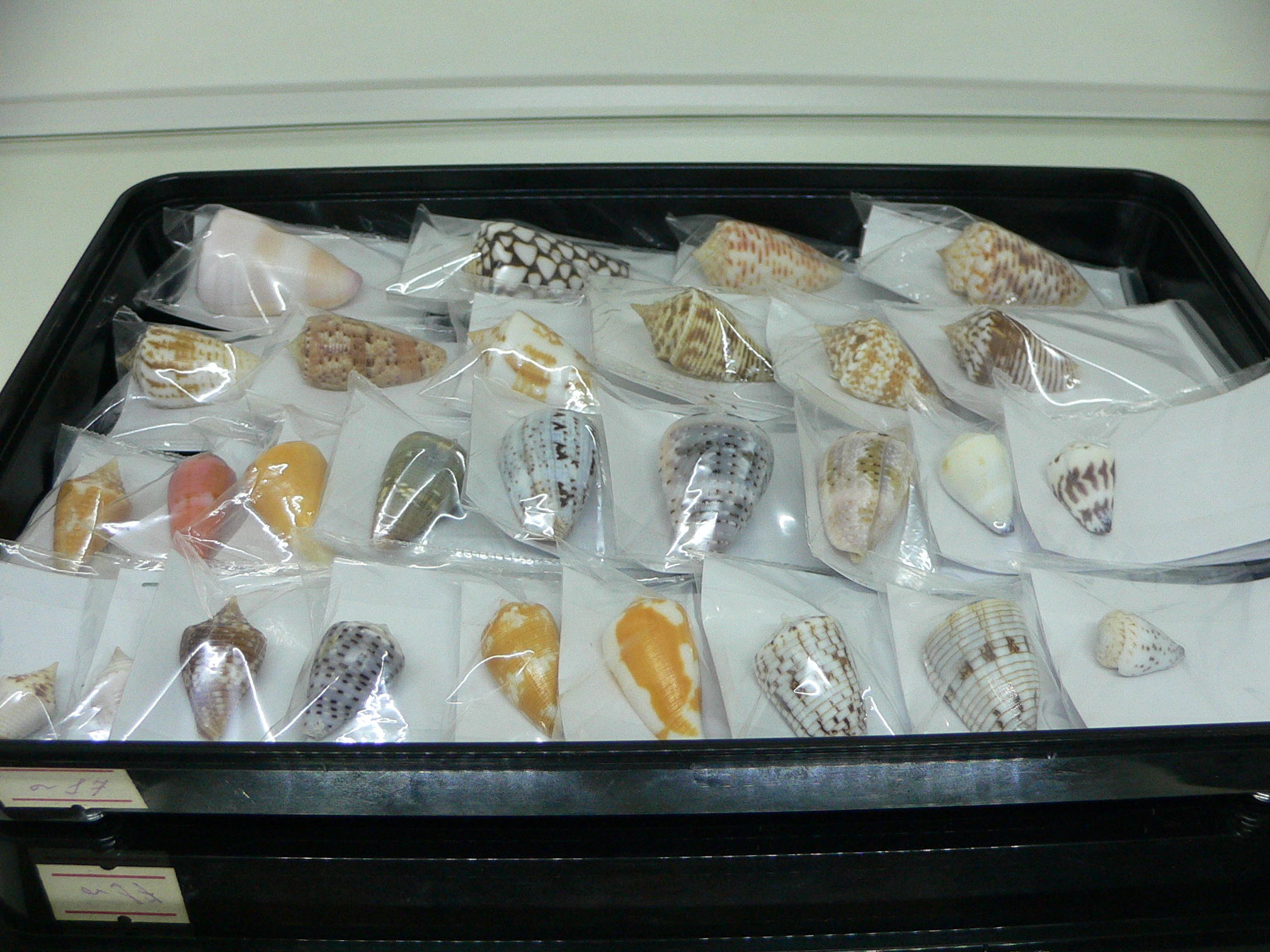 Conus melvilli ELONGATE