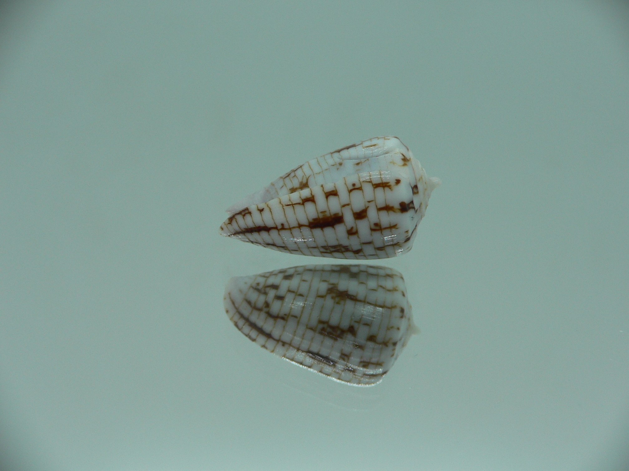 Conus melvilli ELONGATE
