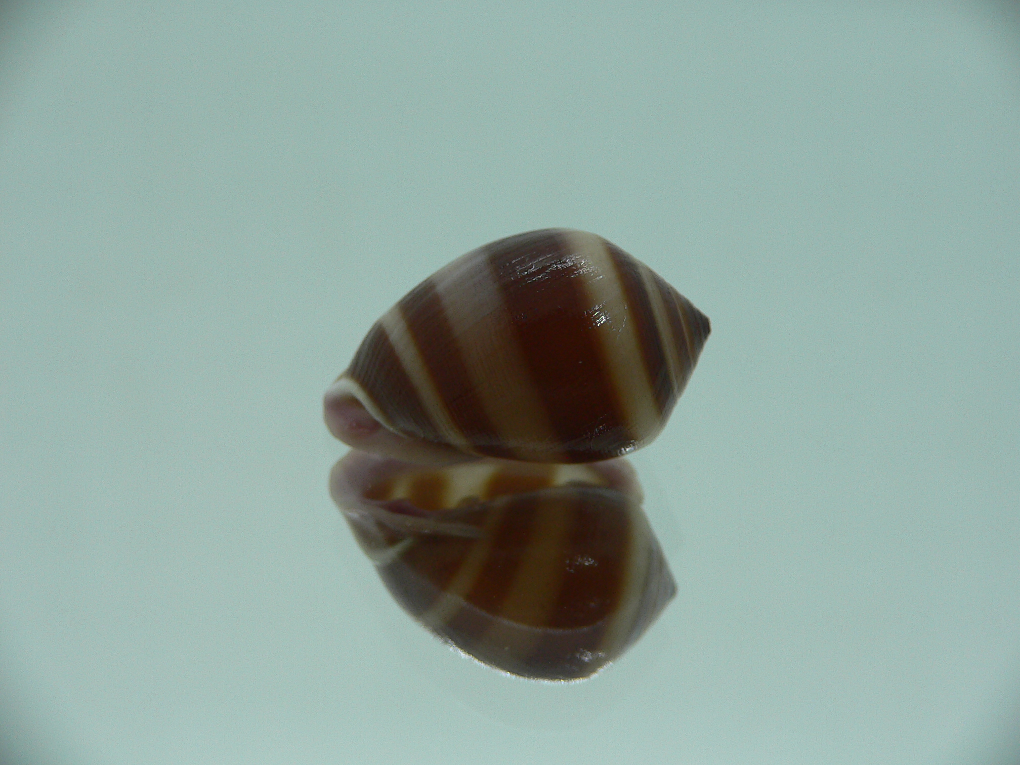 Cassidula nucleus nucleus BIG & STRIPES
