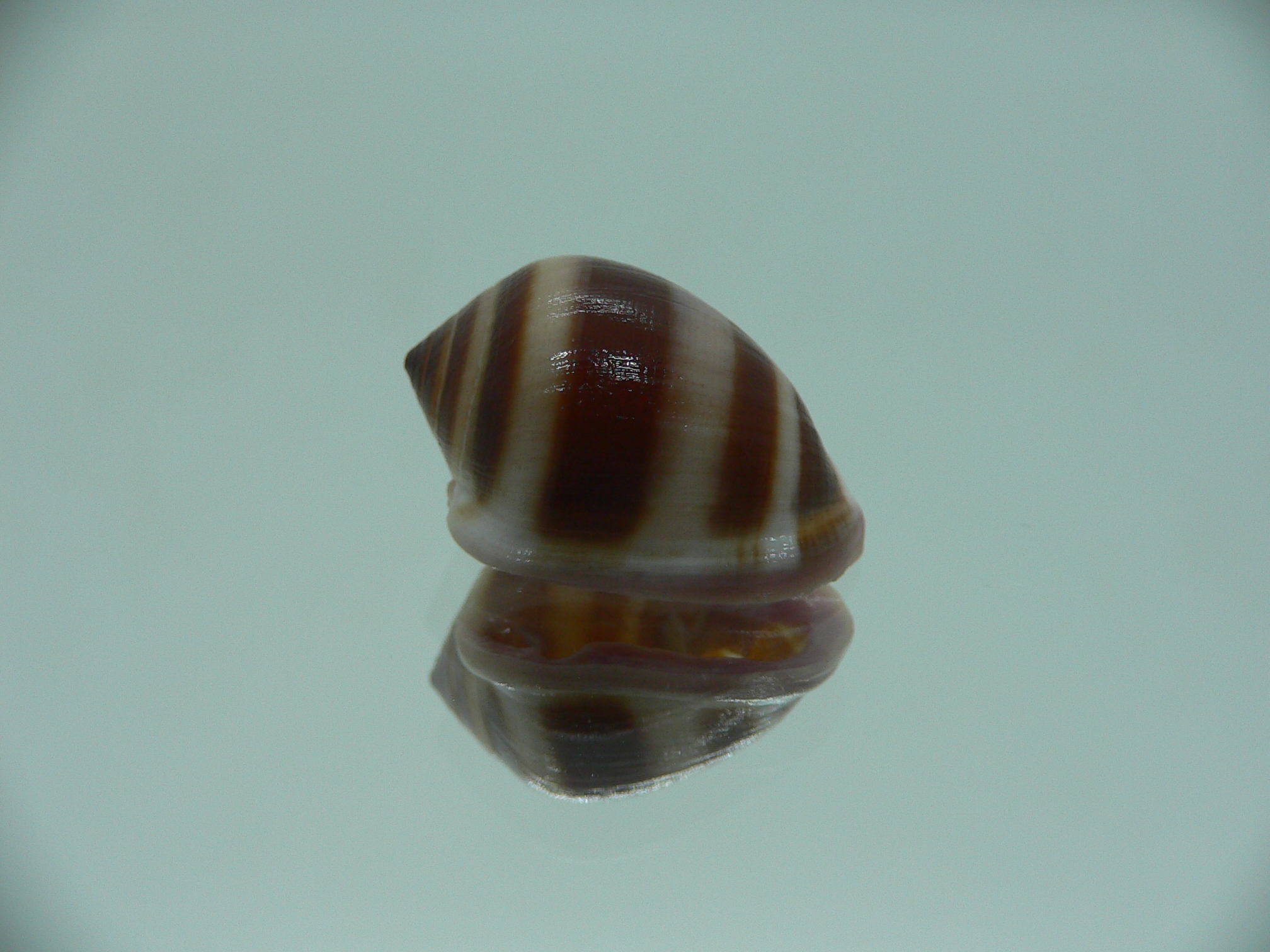 Cassidula nucleus nucleus BIG & STRIPES
