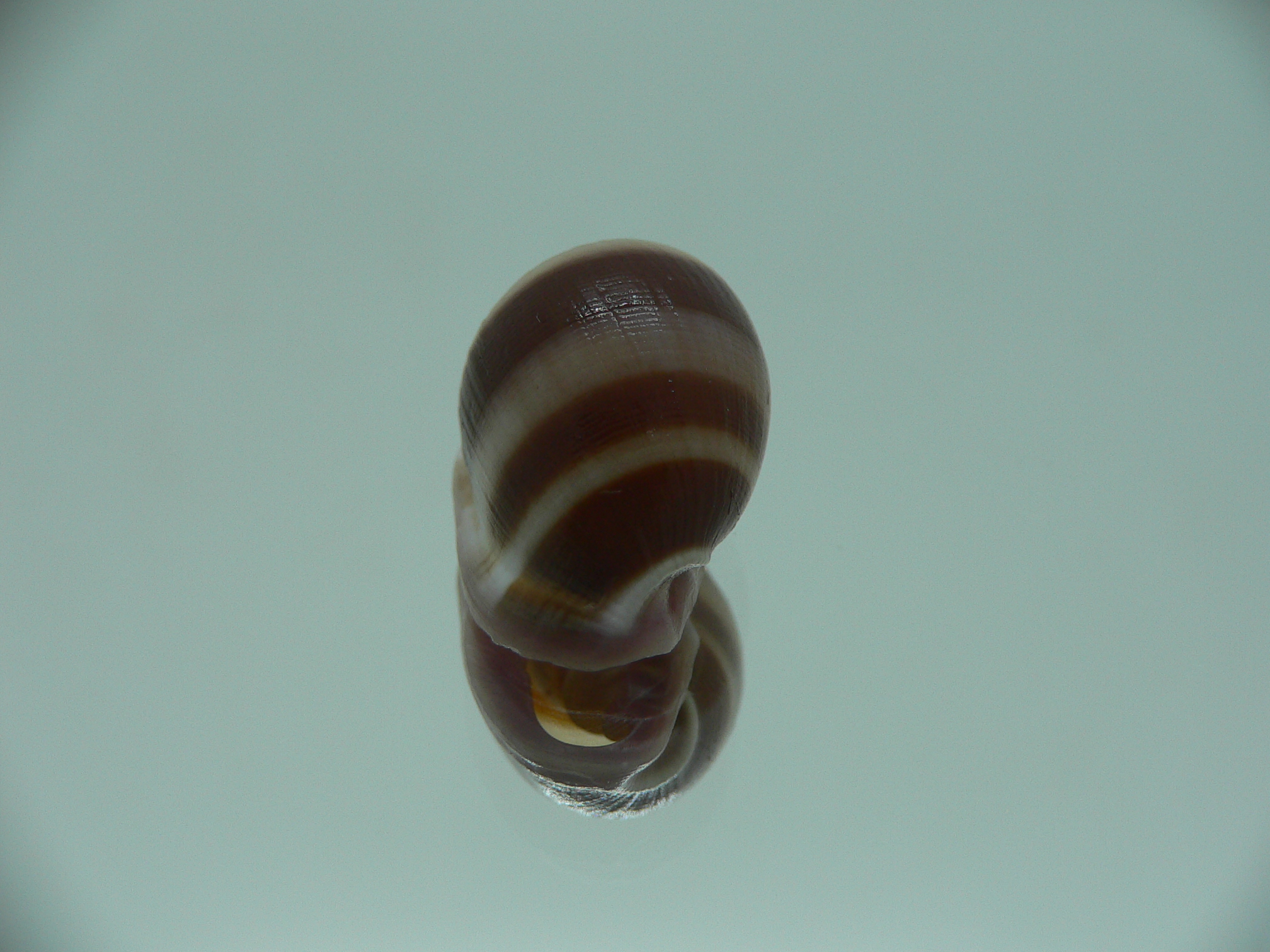 Cassidula nucleus nucleus BIG & STRIPES