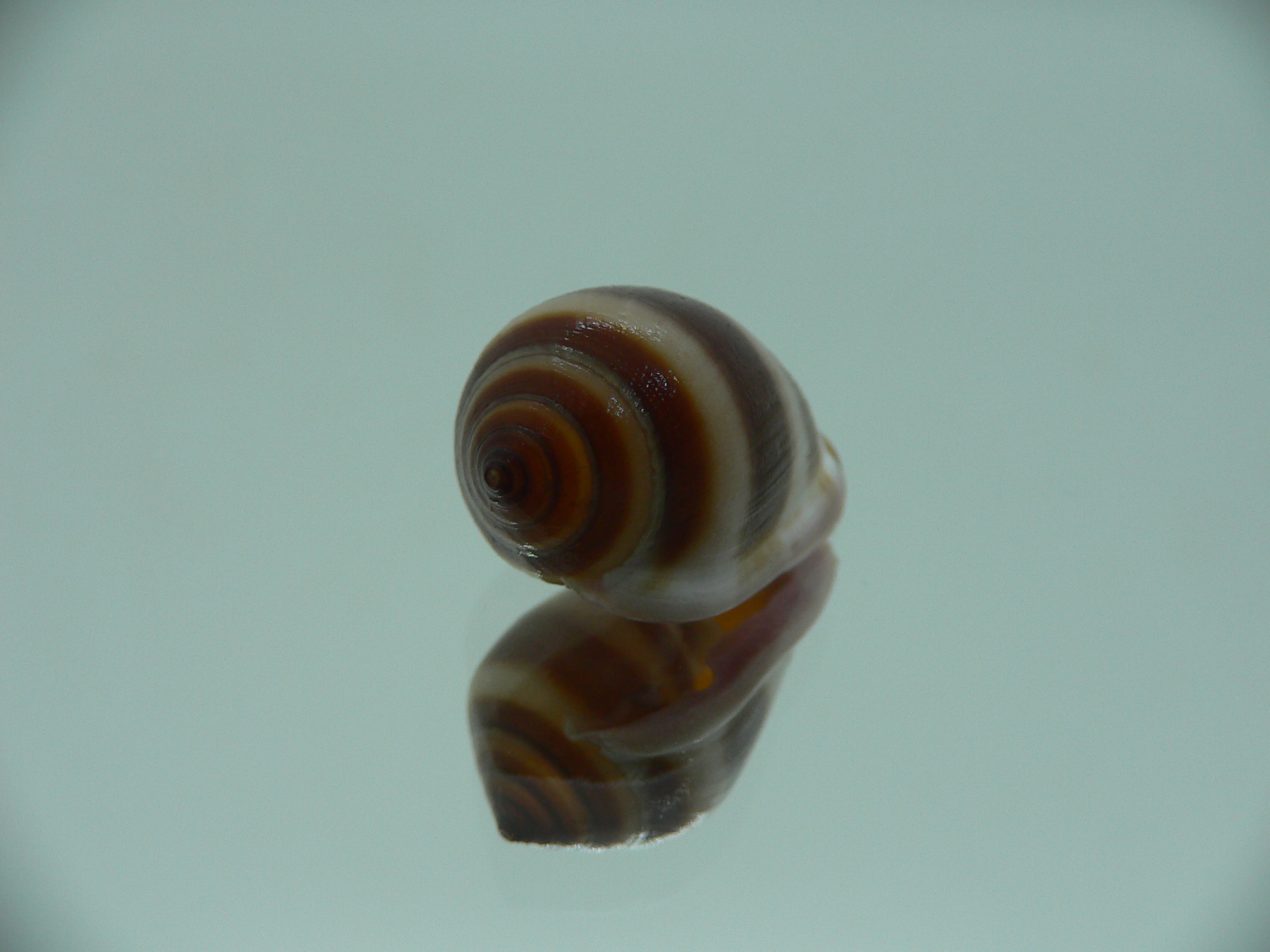 Cassidula nucleus nucleus BIG & STRIPES