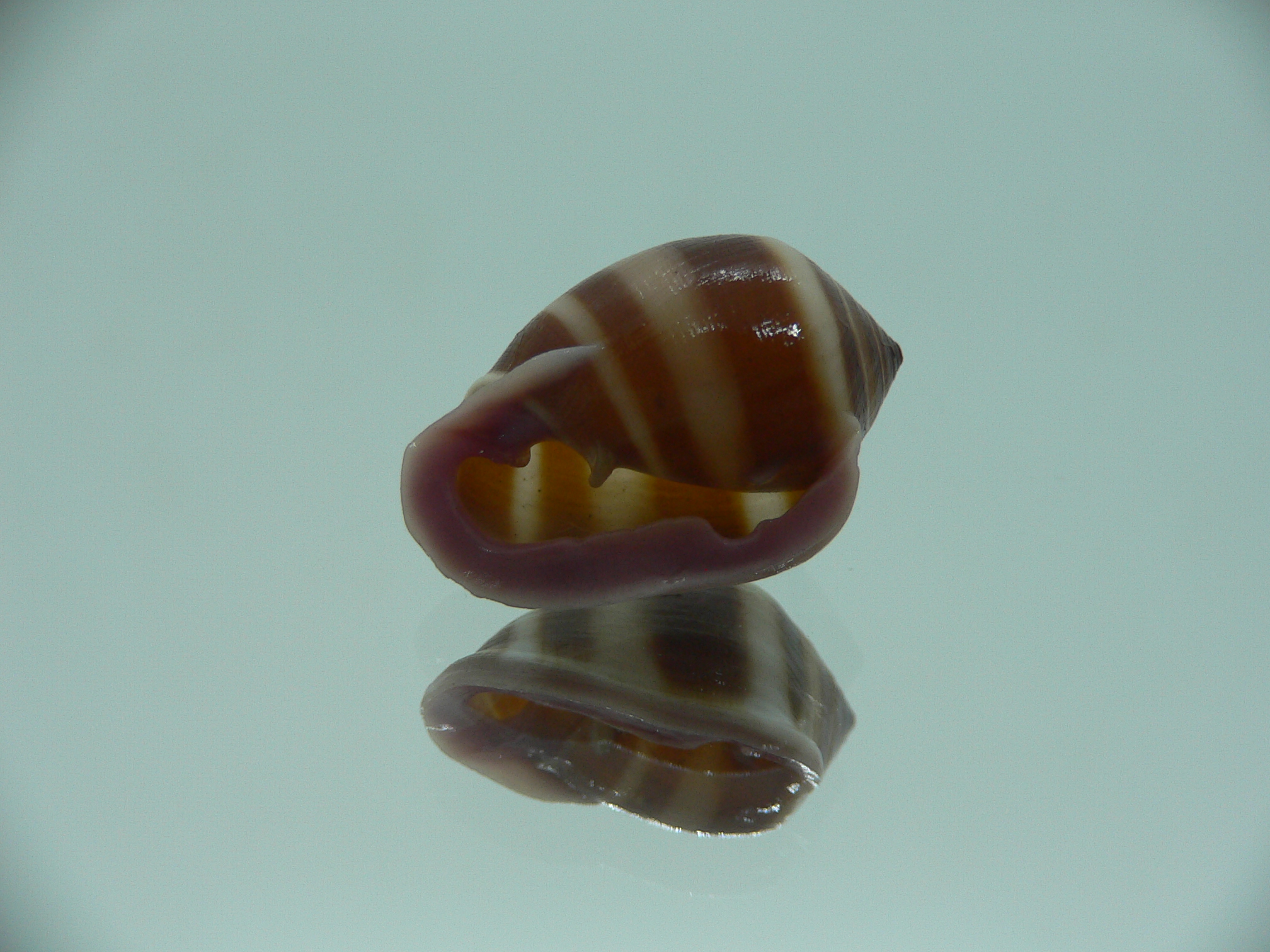 Cassidula nucleus nucleus BIG & STRIPES