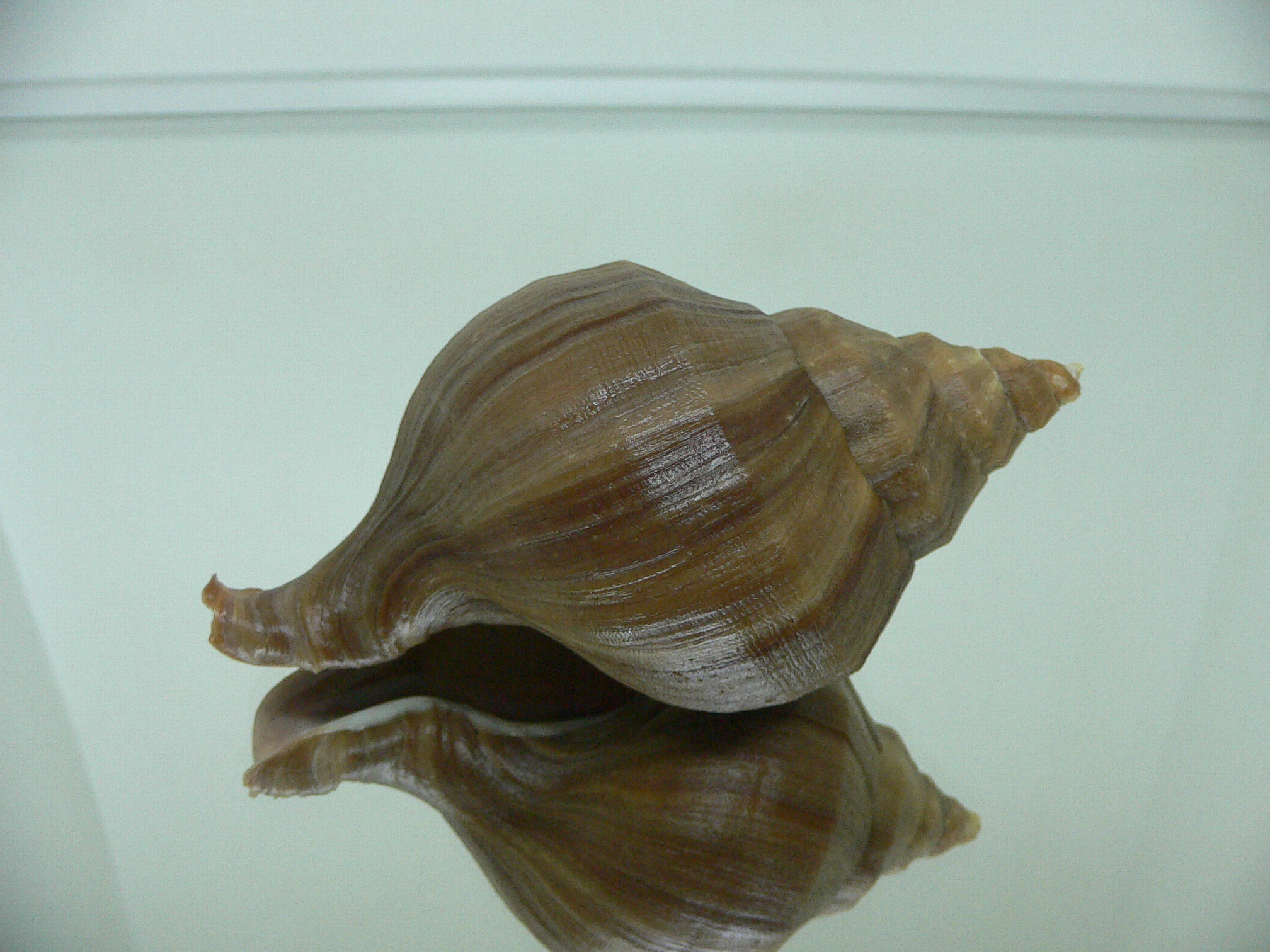 Neptunea cuspidis WIDE