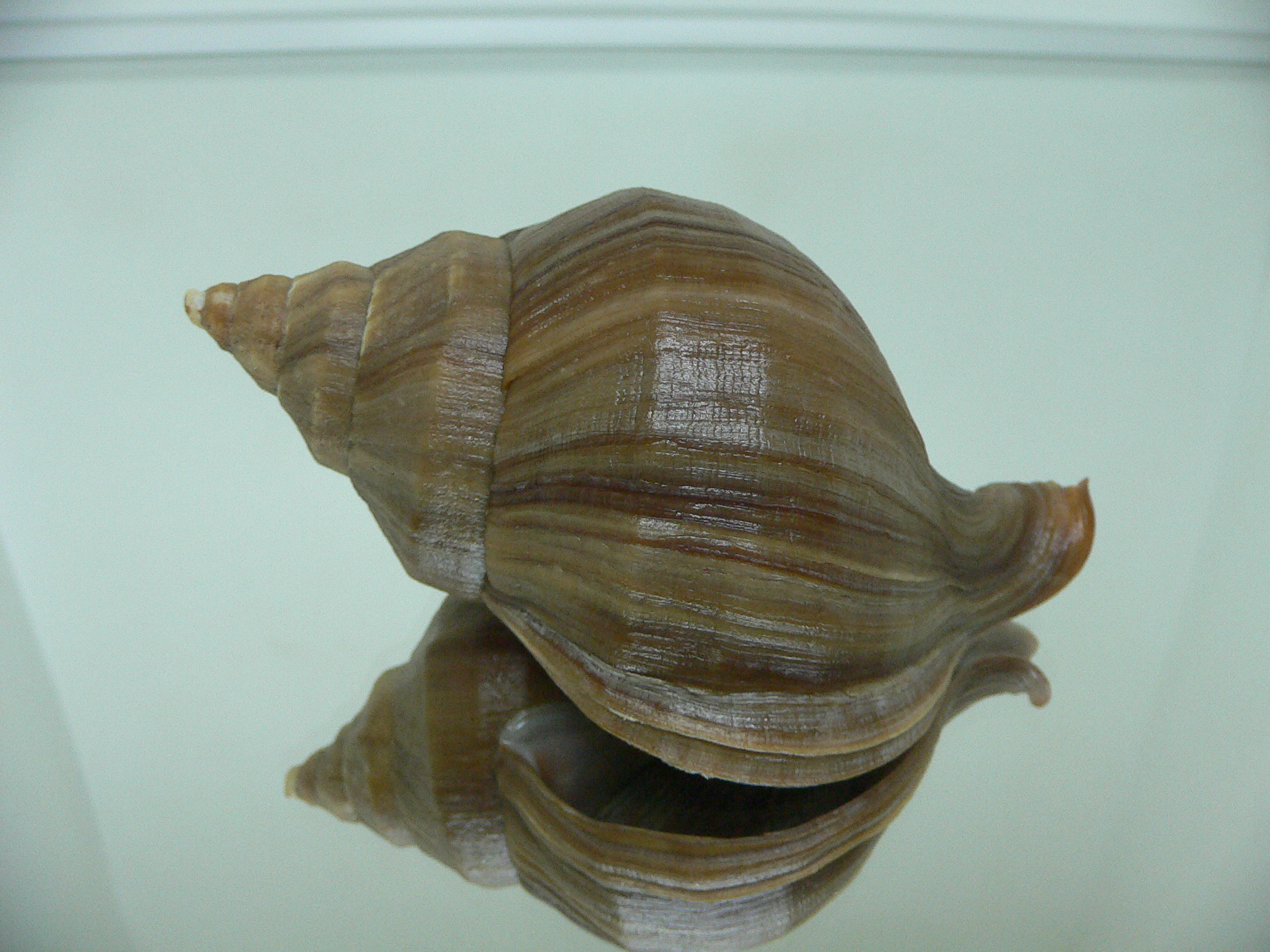 Neptunea cuspidis WIDE