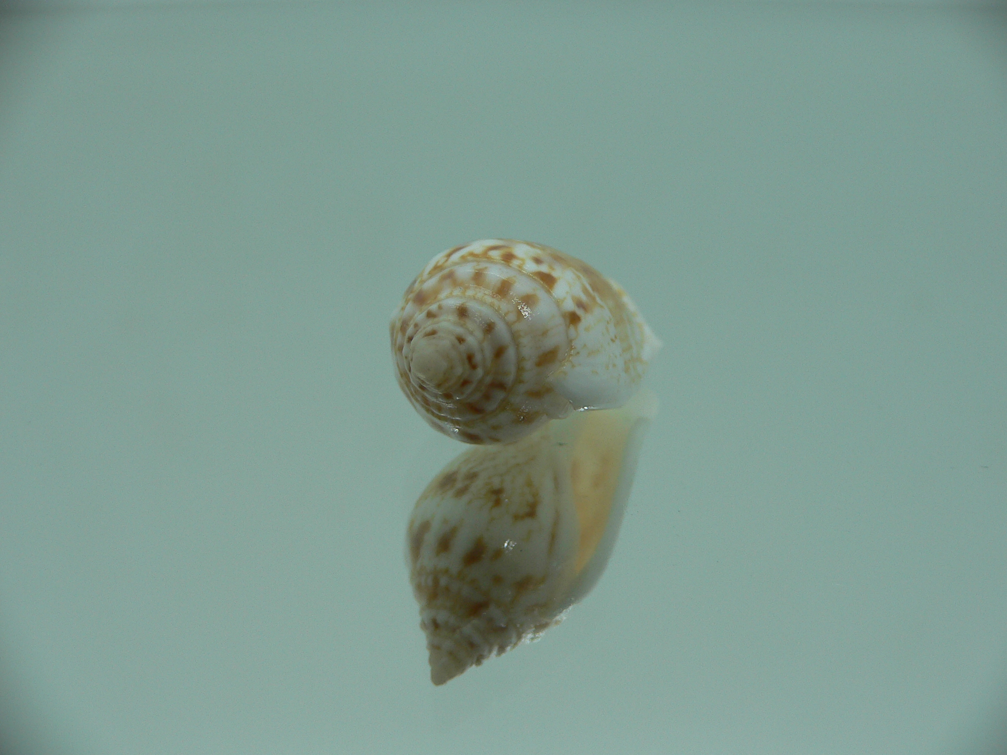 Canarium maculatum depauperatum (var.) RARE