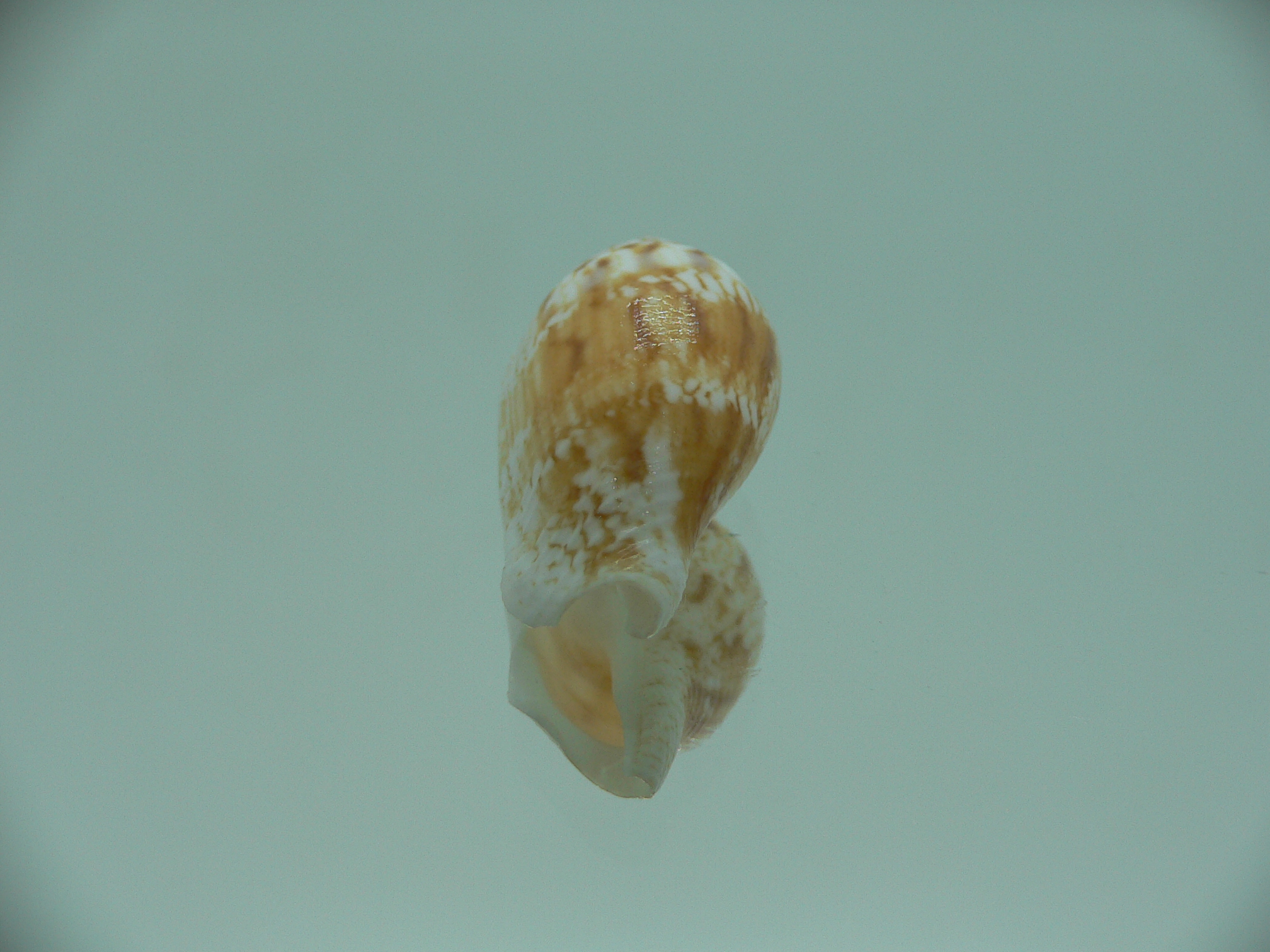 Canarium maculatum depauperatum (var.) RARE