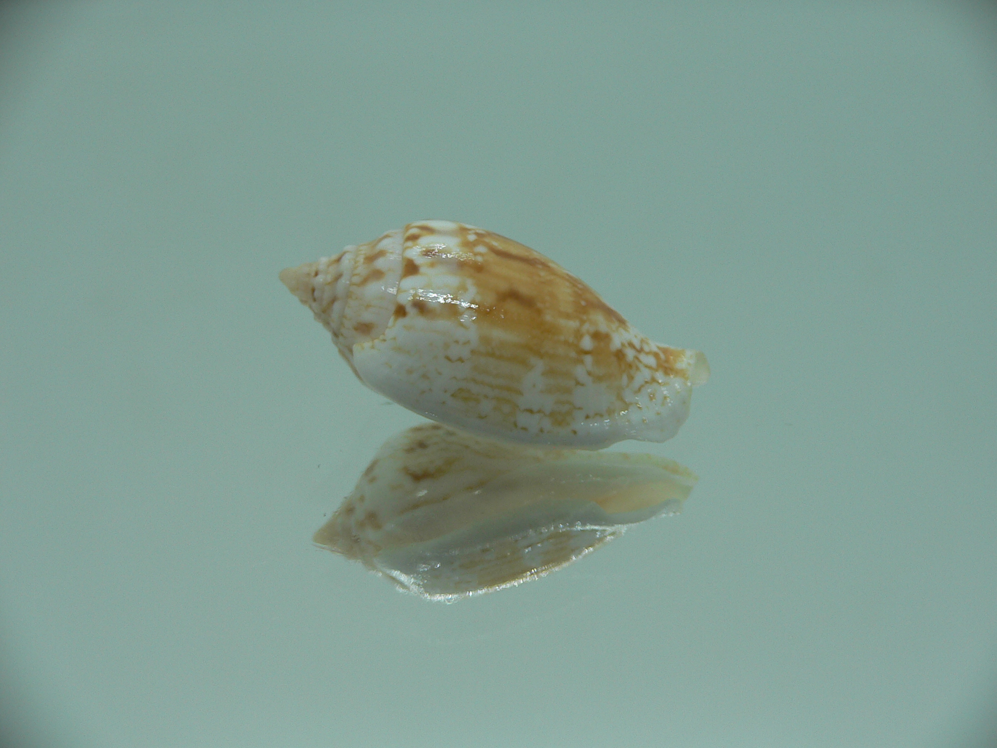 Canarium maculatum depauperatum (var.) RARE