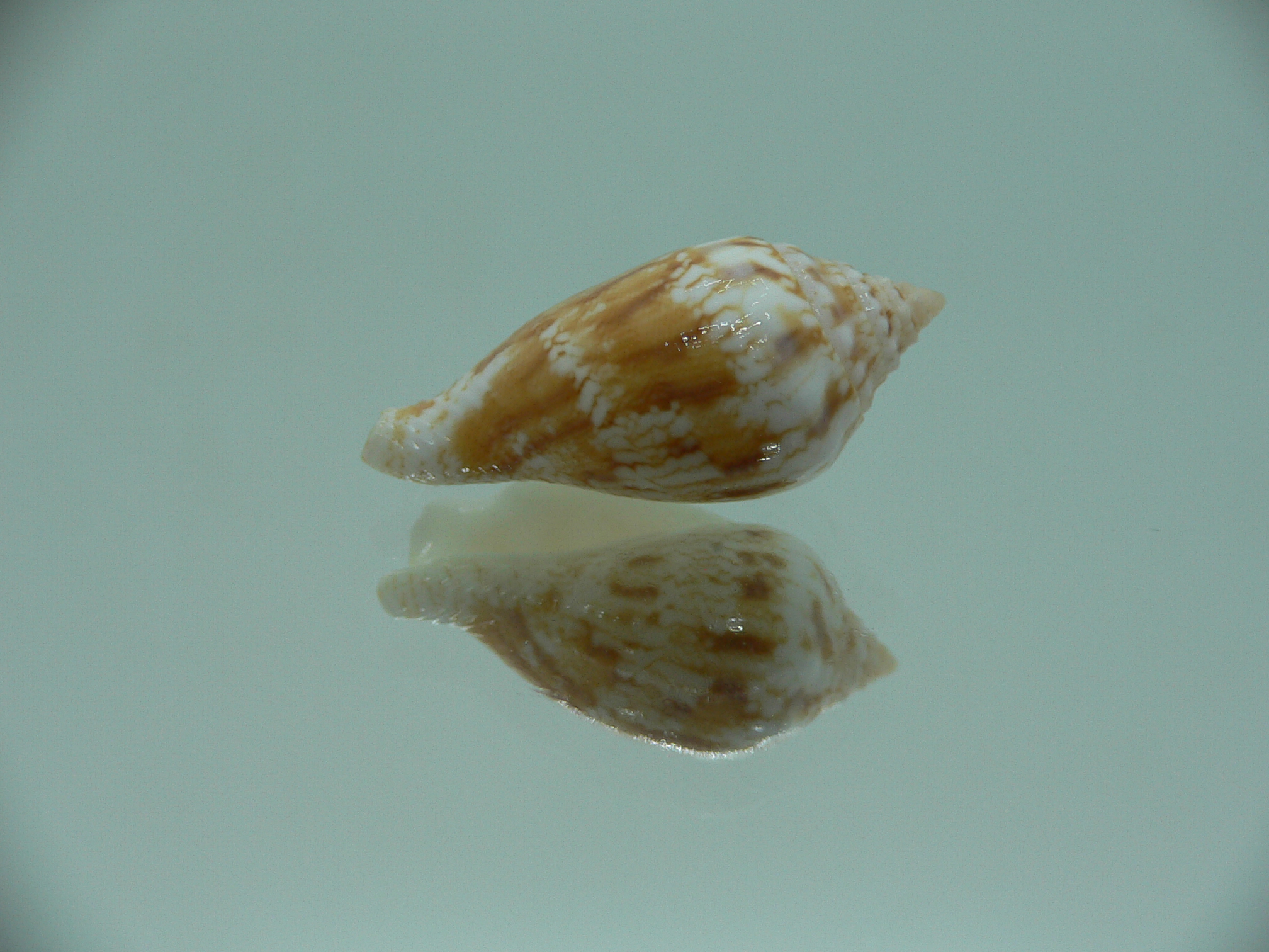 Canarium maculatum depauperatum (var.) RARE