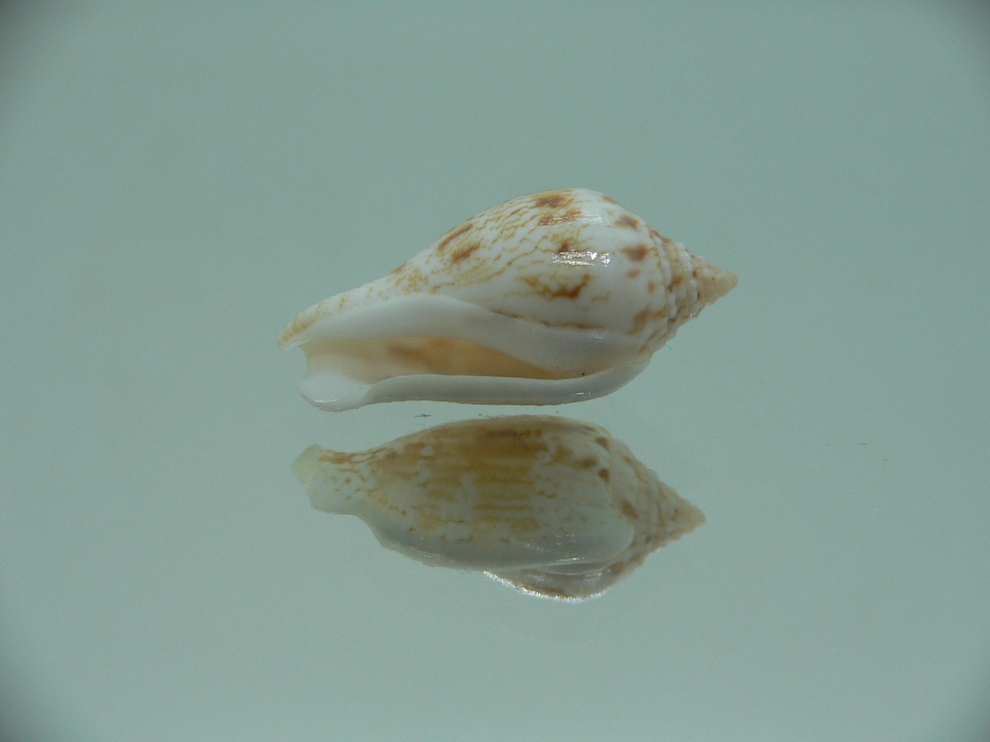 Canarium maculatum depauperatum (var.) RARE
