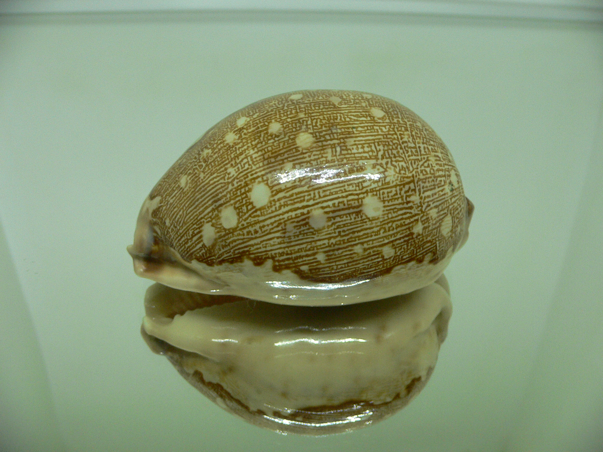 Cypraea mappa viridis eluceta (var.) FLAT & UNUSUAL