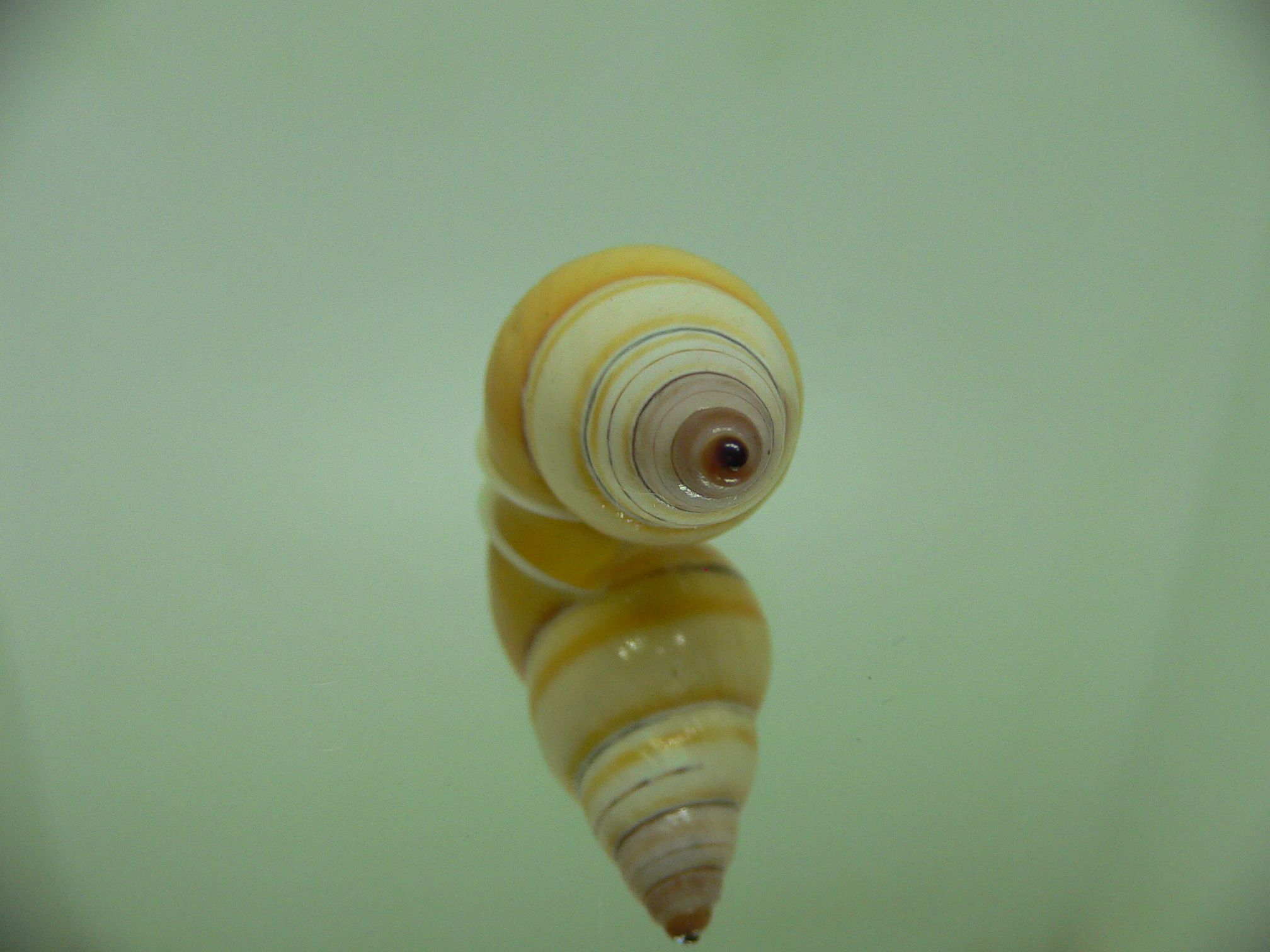 Amphidromus laevus nusleti ORANGE