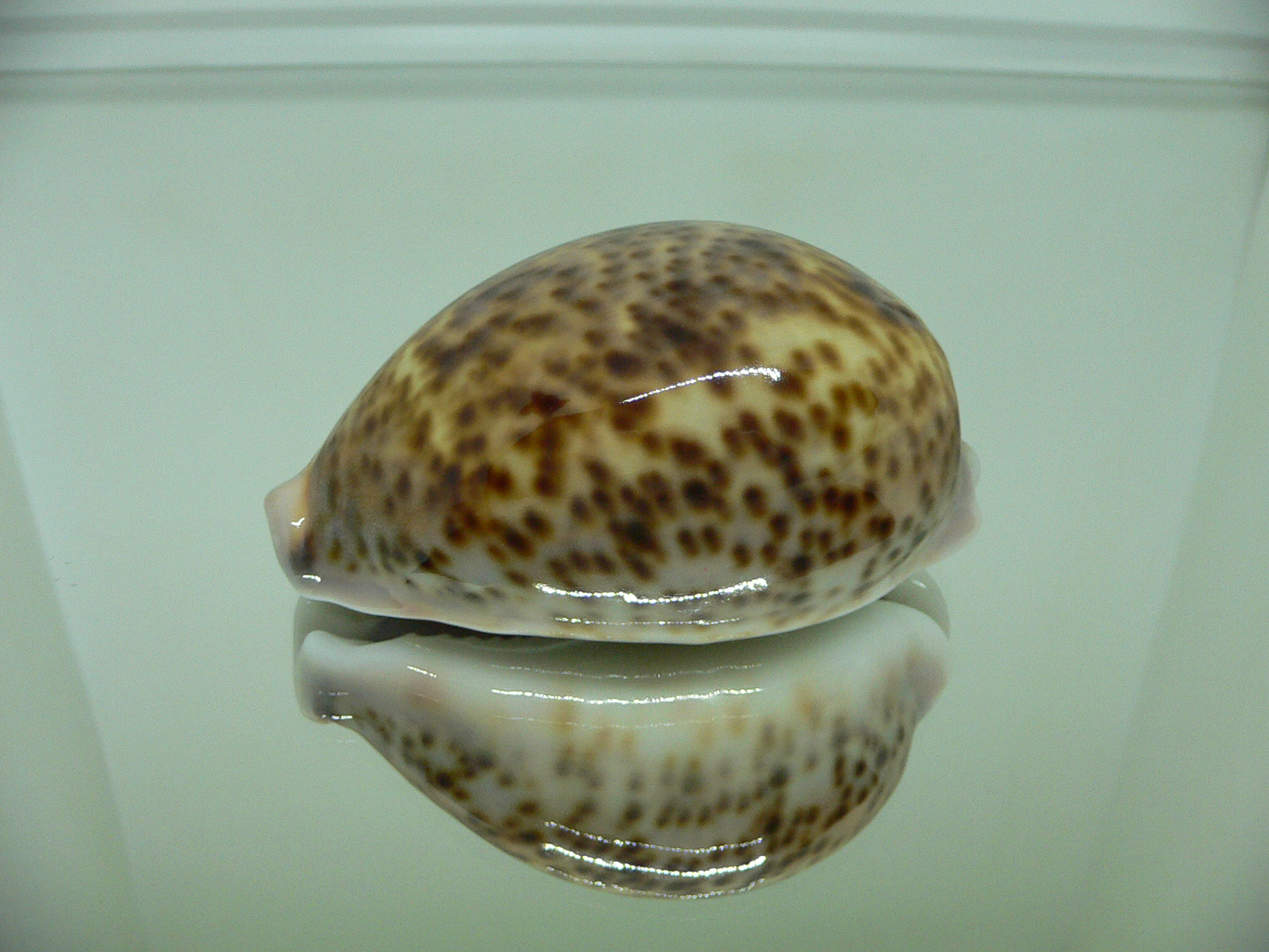 Cypraea pantherina SP. UNUSUAL