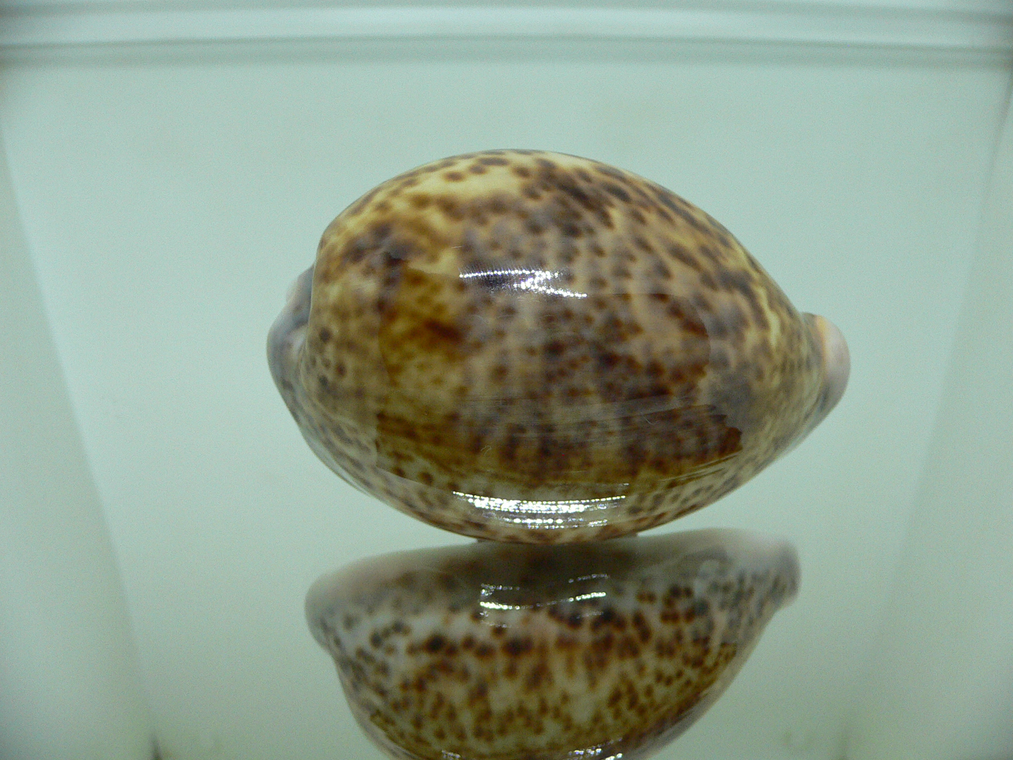 Cypraea pantherina SP. UNUSUAL