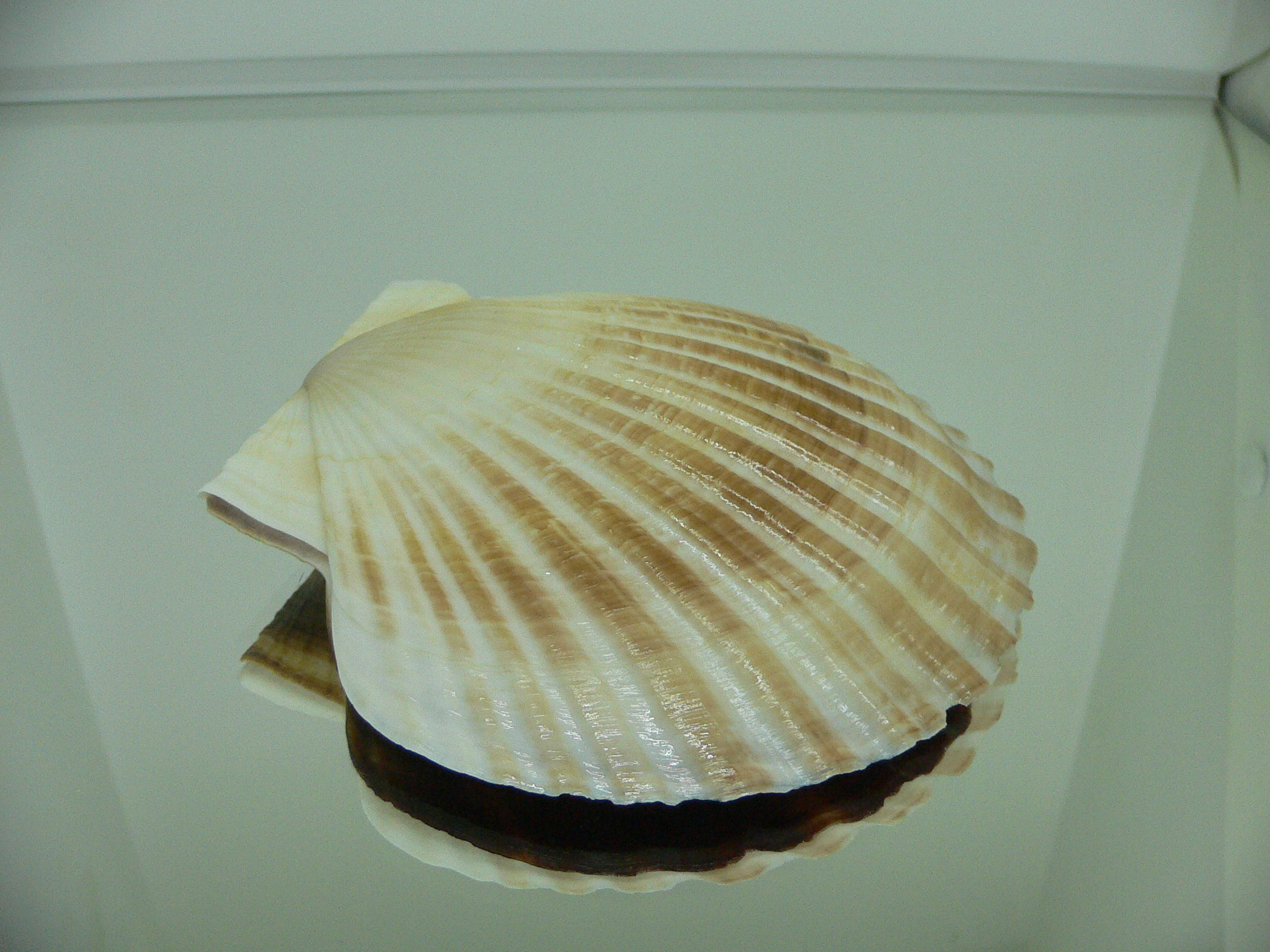 Patinopecten yessoensis CURVED