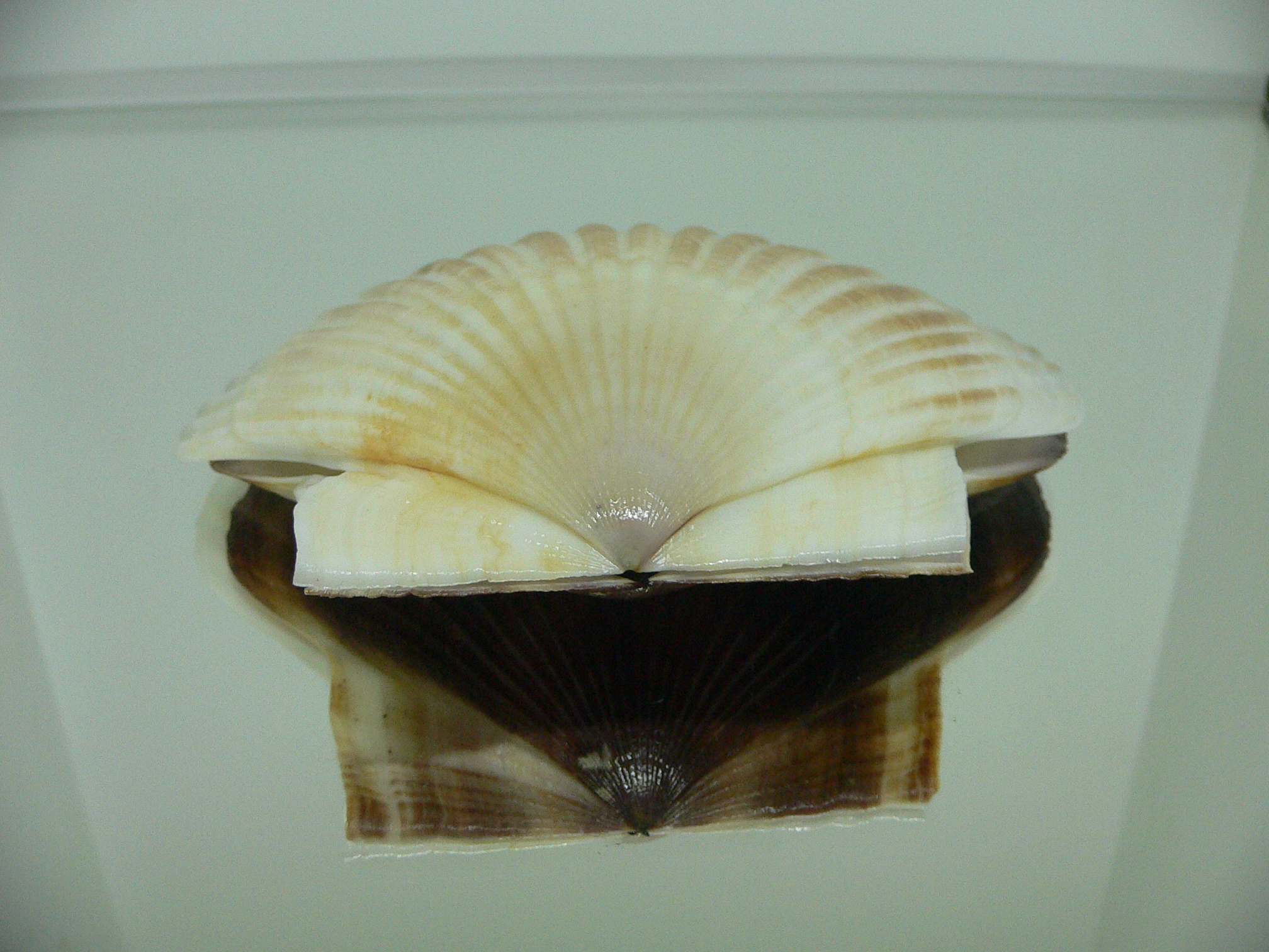 Patinopecten yessoensis CURVED