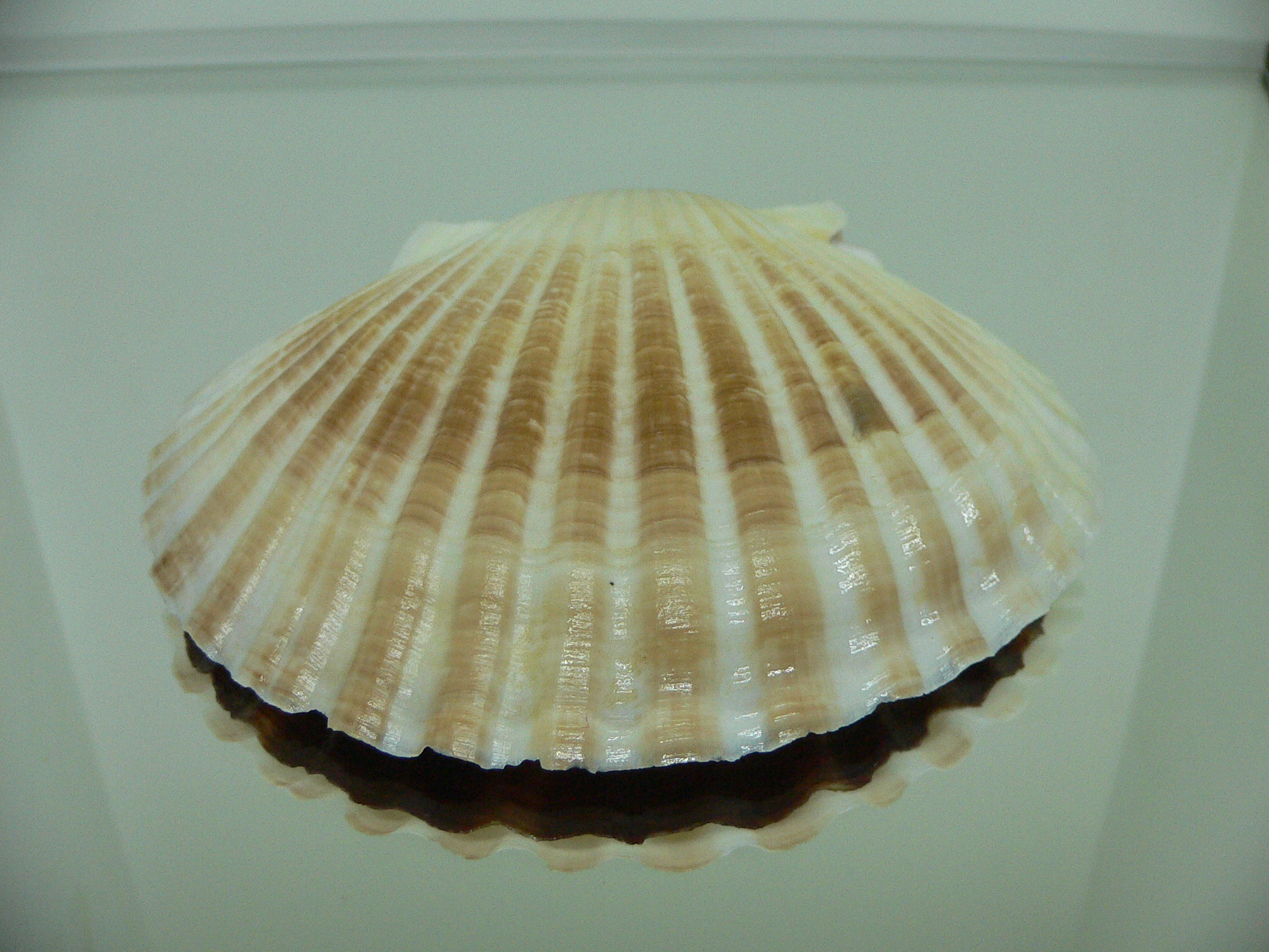 Patinopecten yessoensis CURVED
