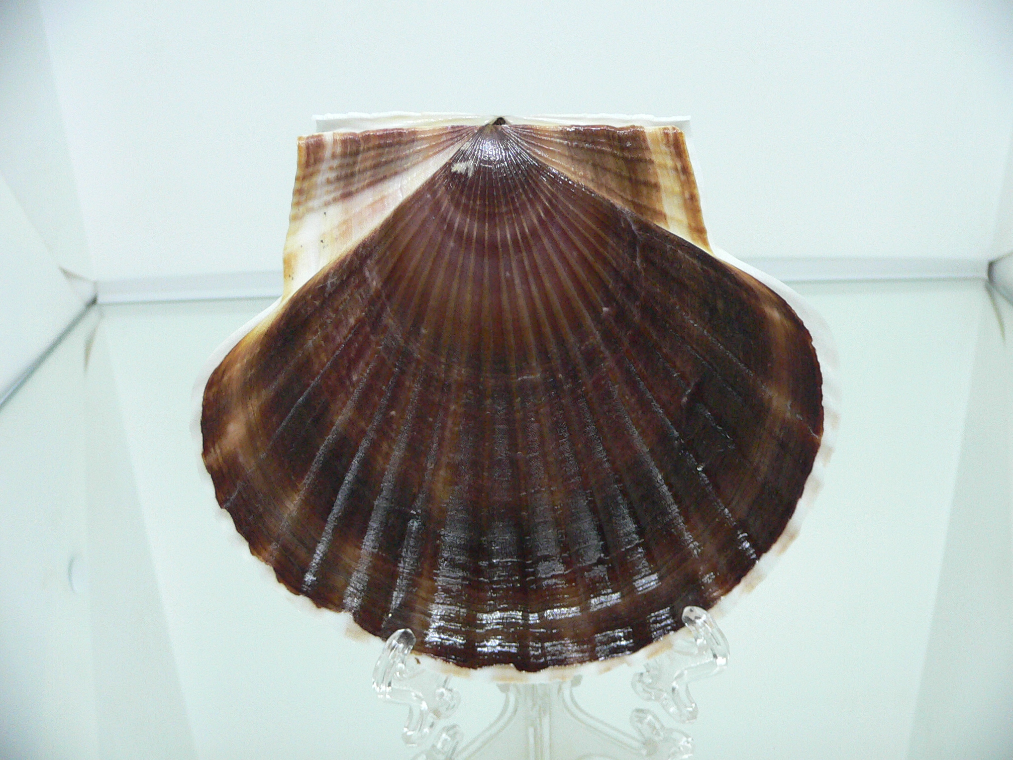 Patinopecten yessoensis CURVED