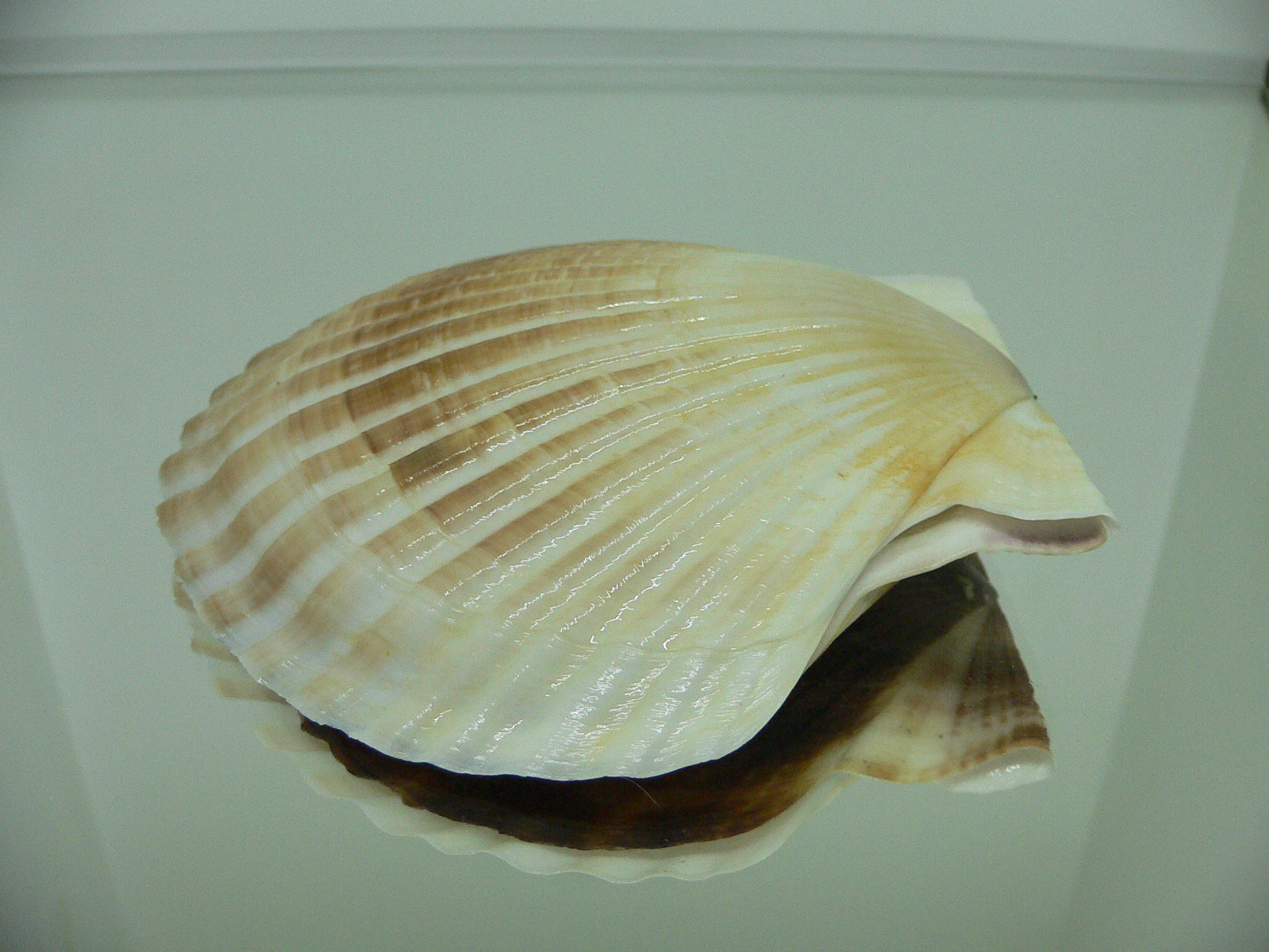 Patinopecten yessoensis CURVED