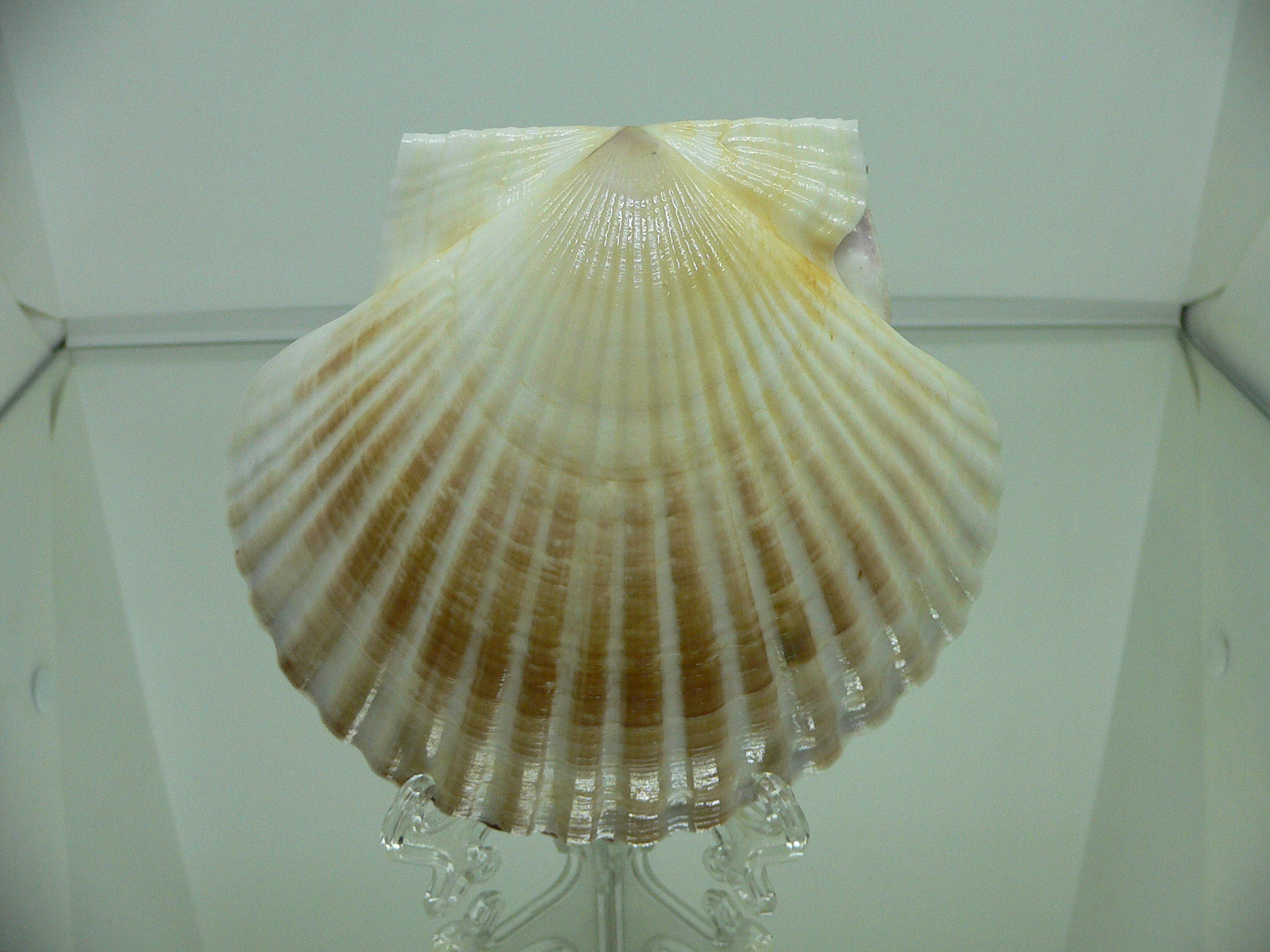 Patinopecten yessoensis CURVED