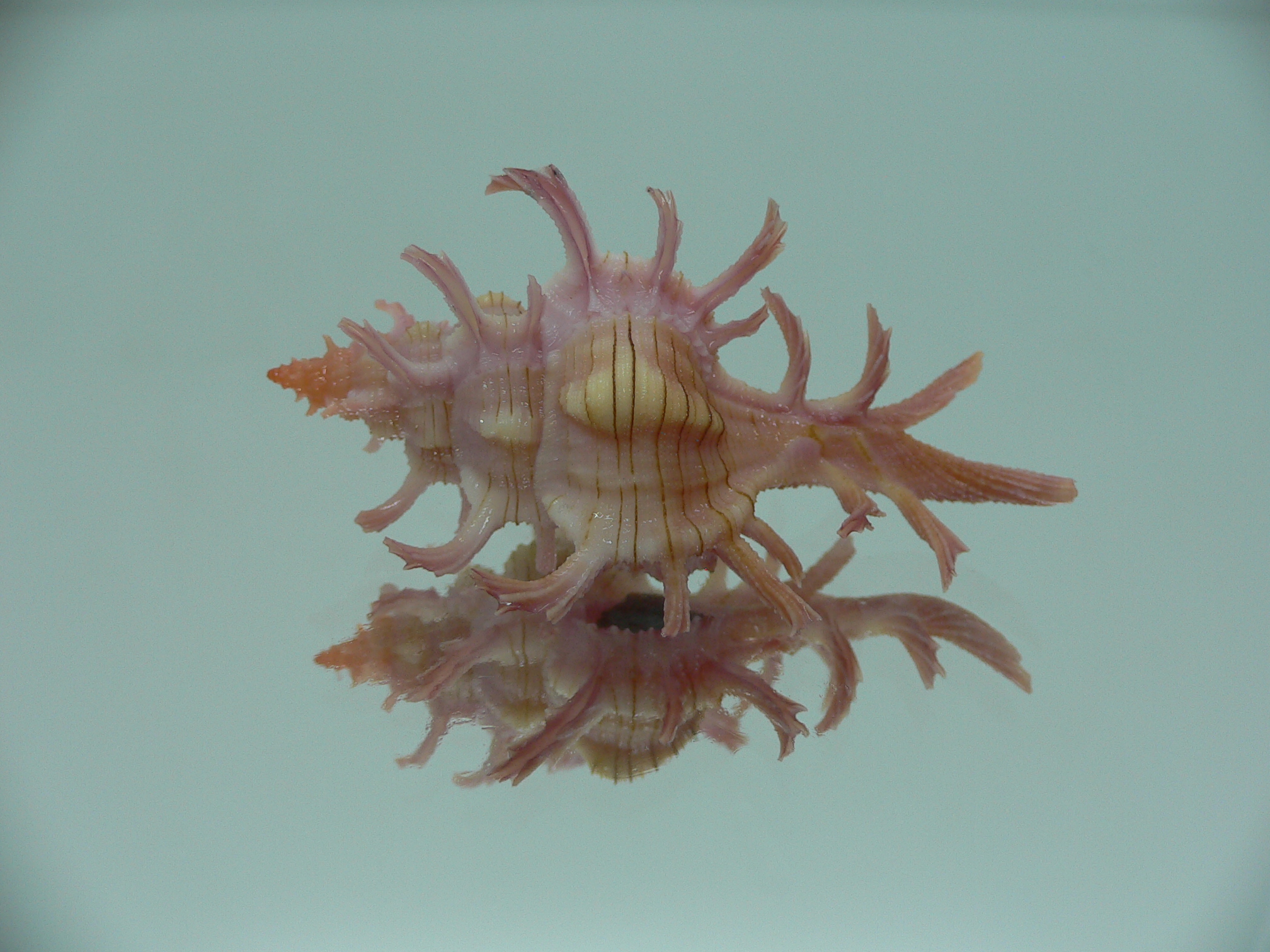 Chicoreus aculeatus SUPER & GOOD SIZE