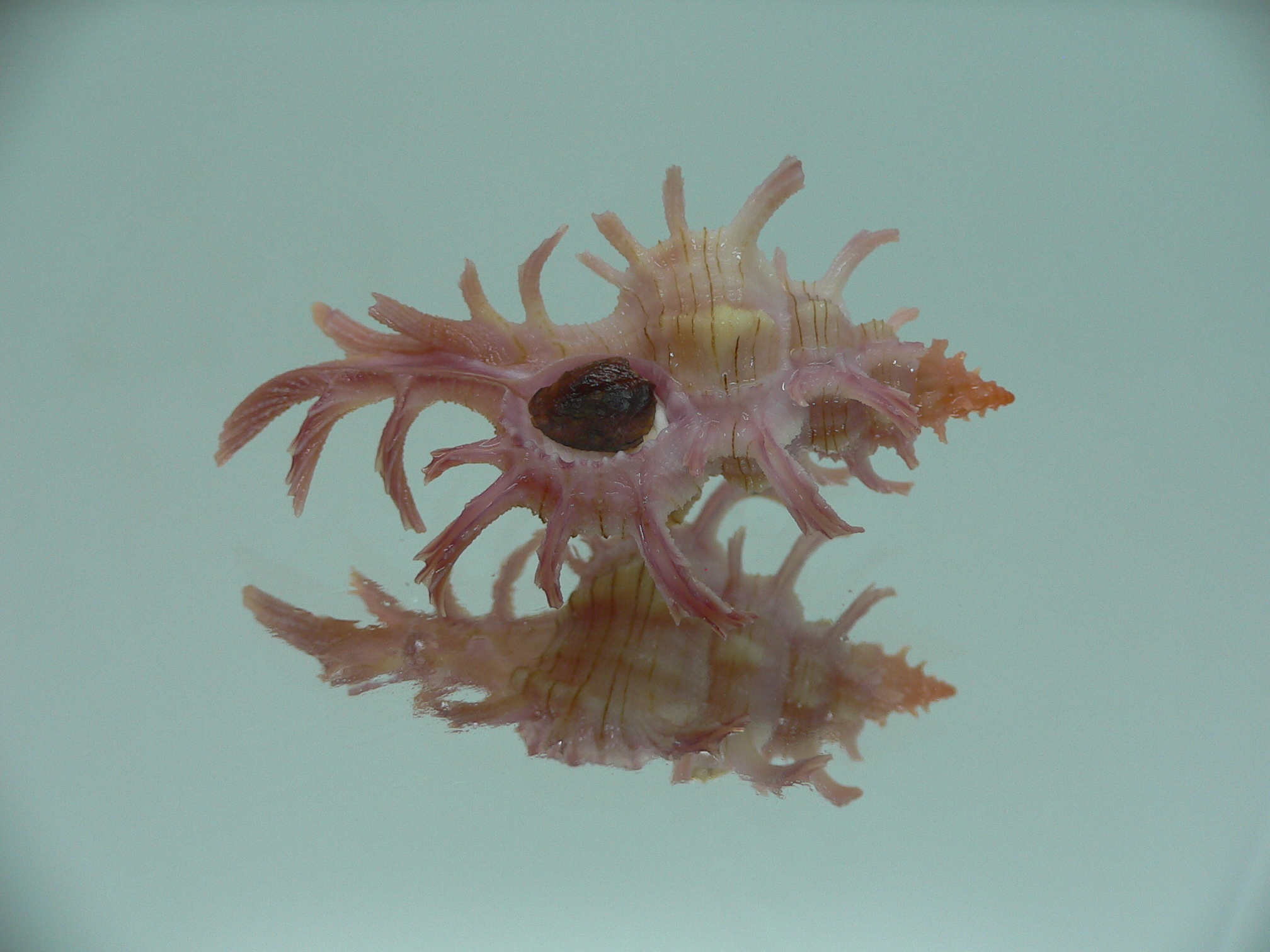 Chicoreus aculeatus SUPER & GOOD SIZE