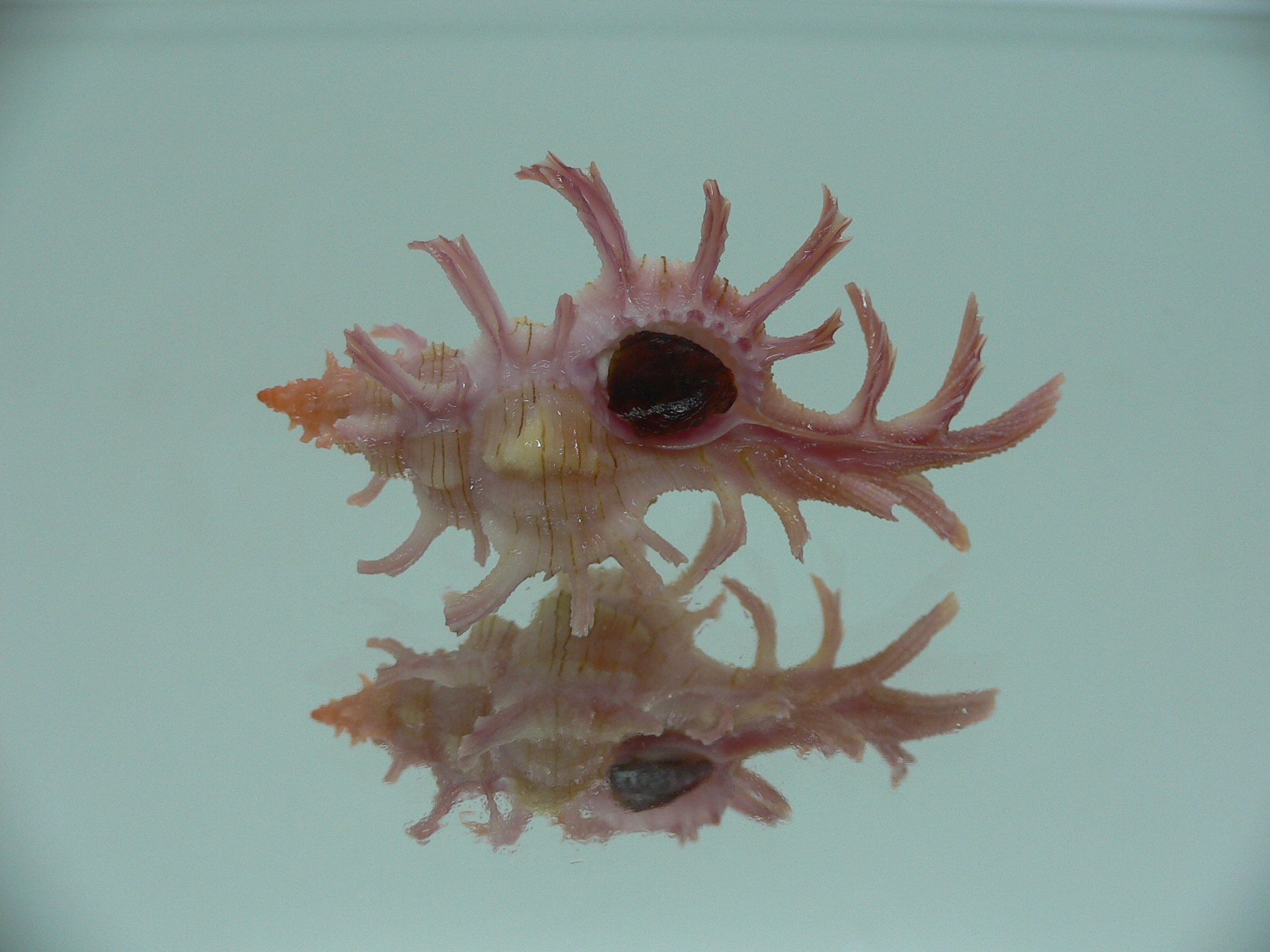 Chicoreus aculeatus SUPER & GOOD SIZE