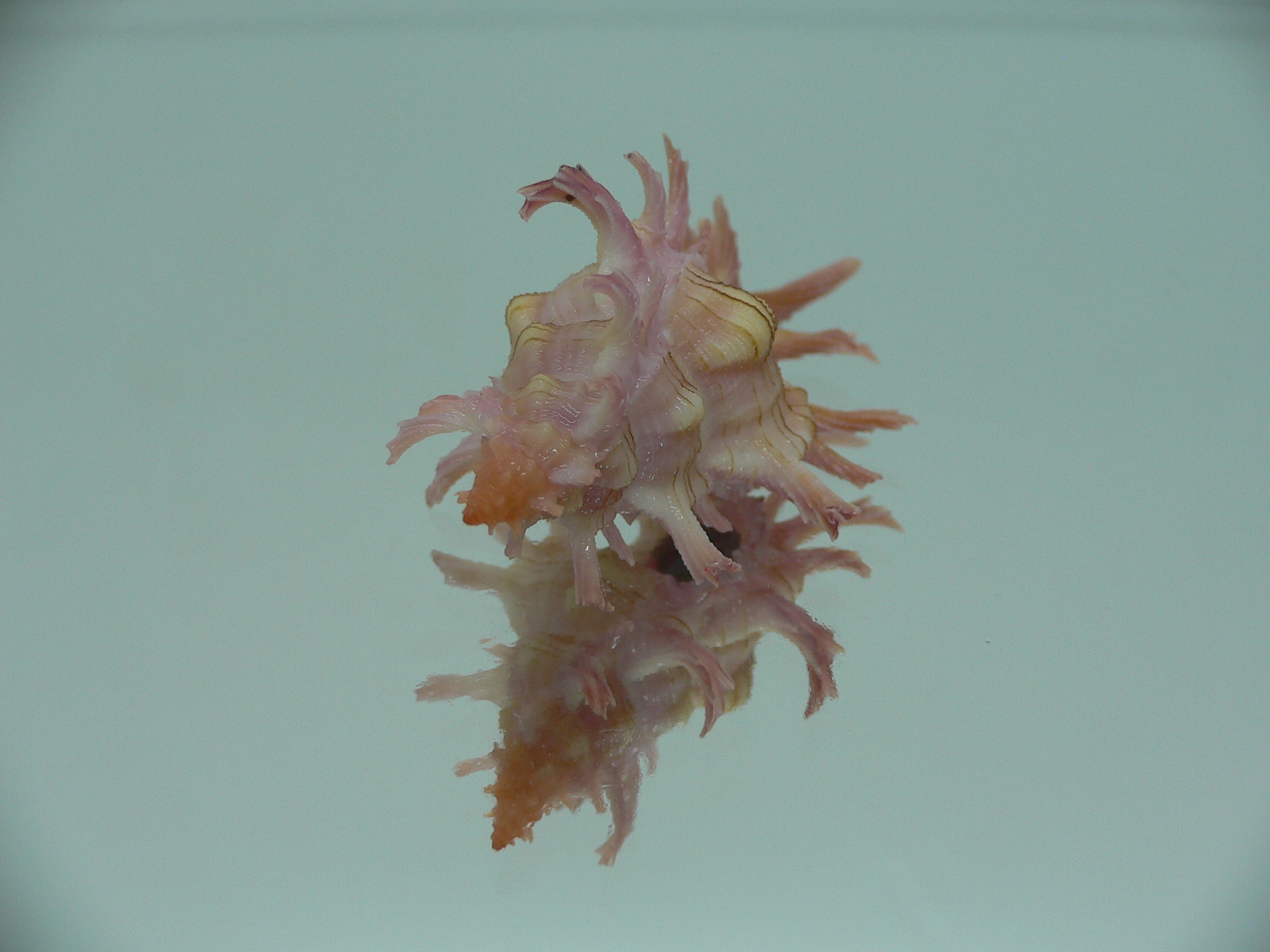 Chicoreus aculeatus SUPER & GOOD SIZE