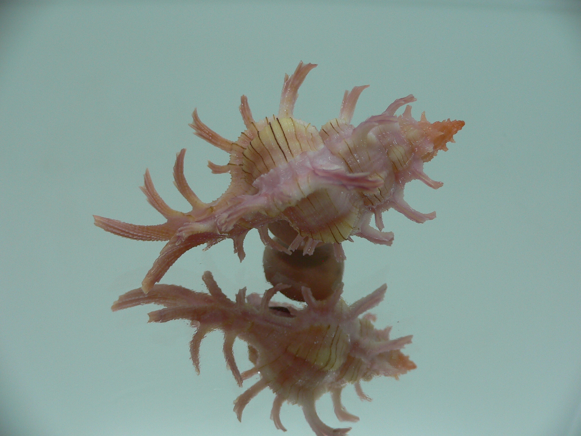 Chicoreus aculeatus SUPER & GOOD SIZE