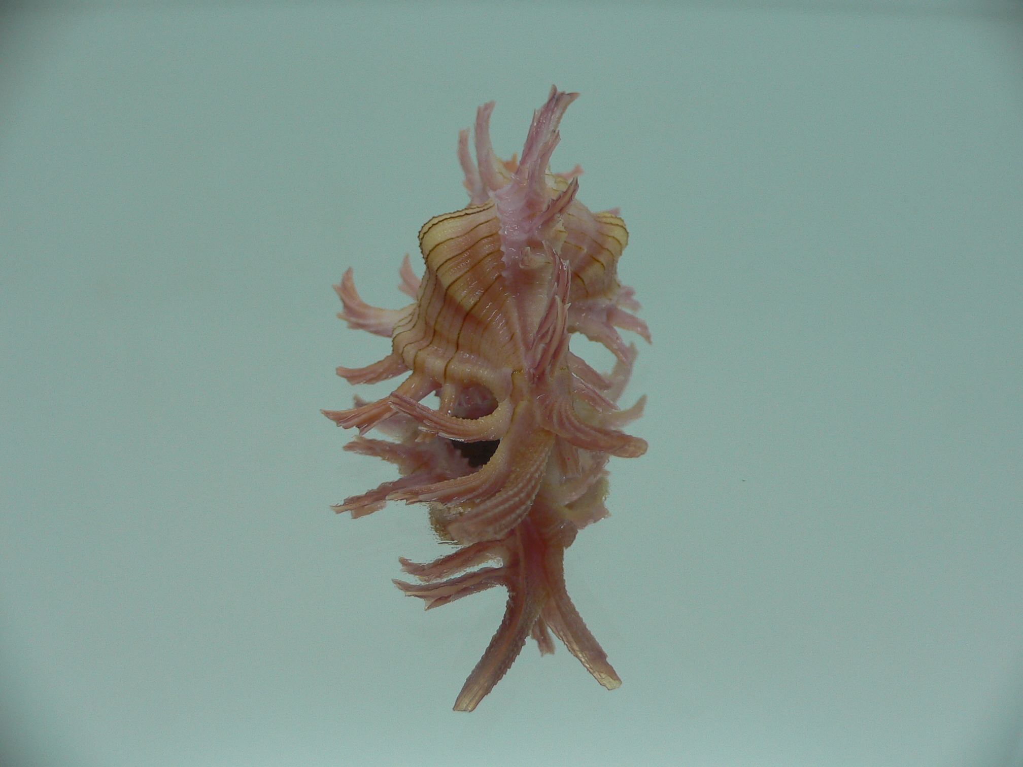 Chicoreus aculeatus SUPER & GOOD SIZE