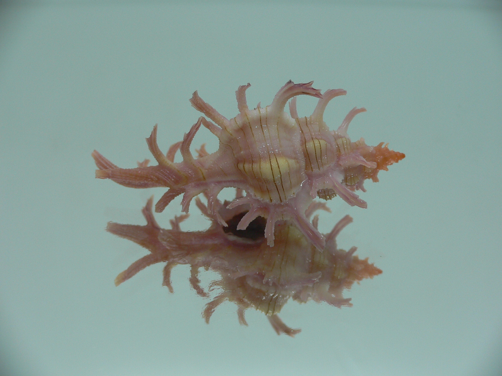 Chicoreus aculeatus SUPER & GOOD SIZE