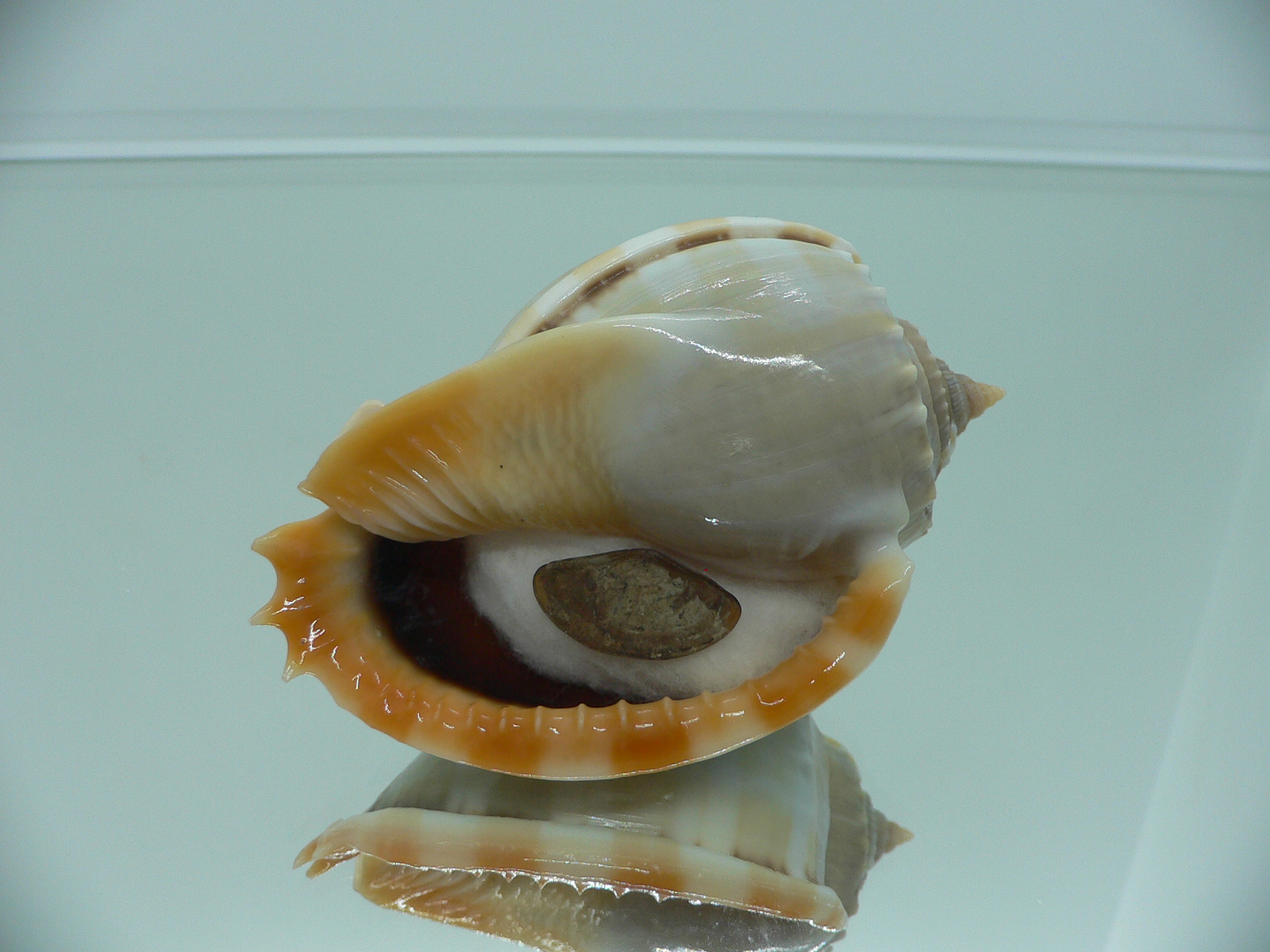 Phalium glaucum CHARM & ORANGE BASE