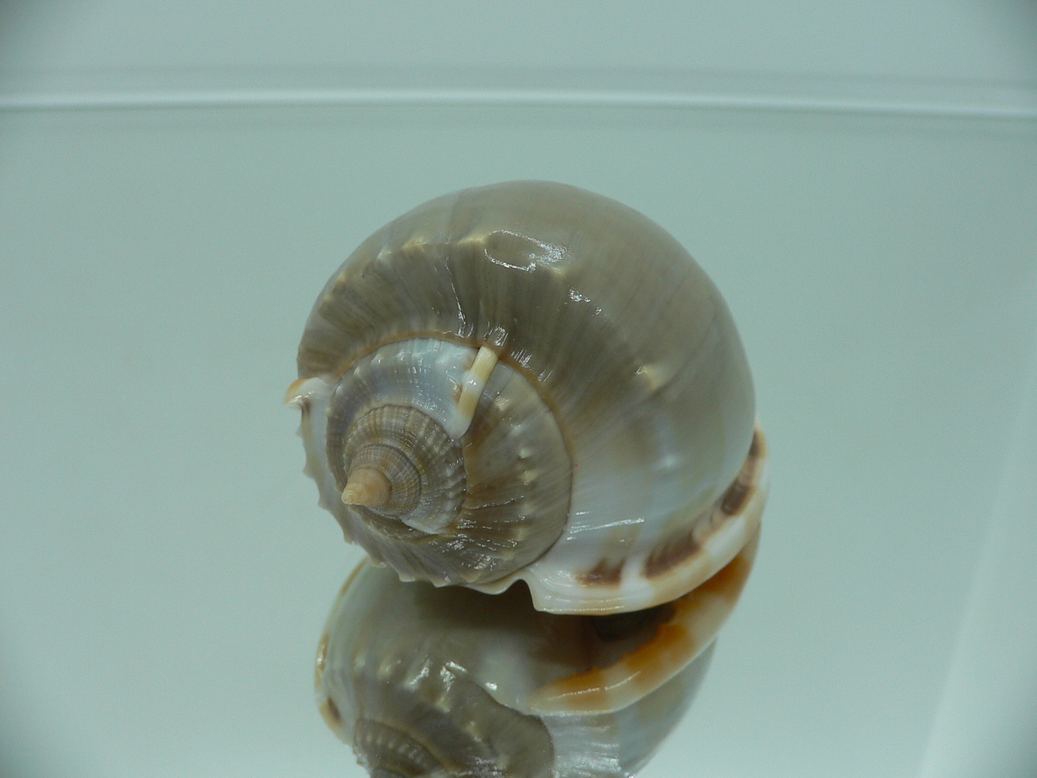 Phalium glaucum CHARM & ORANGE BASE