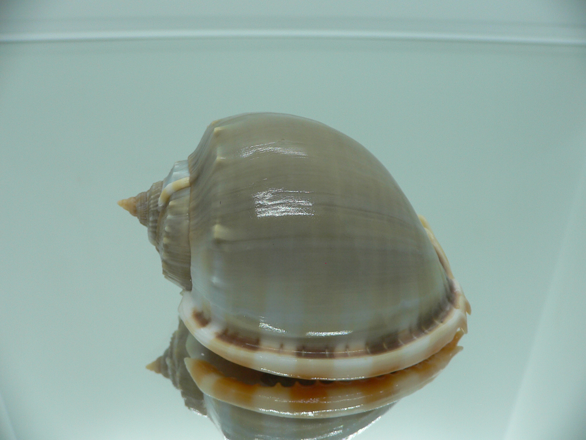 Phalium glaucum CHARM & ORANGE BASE