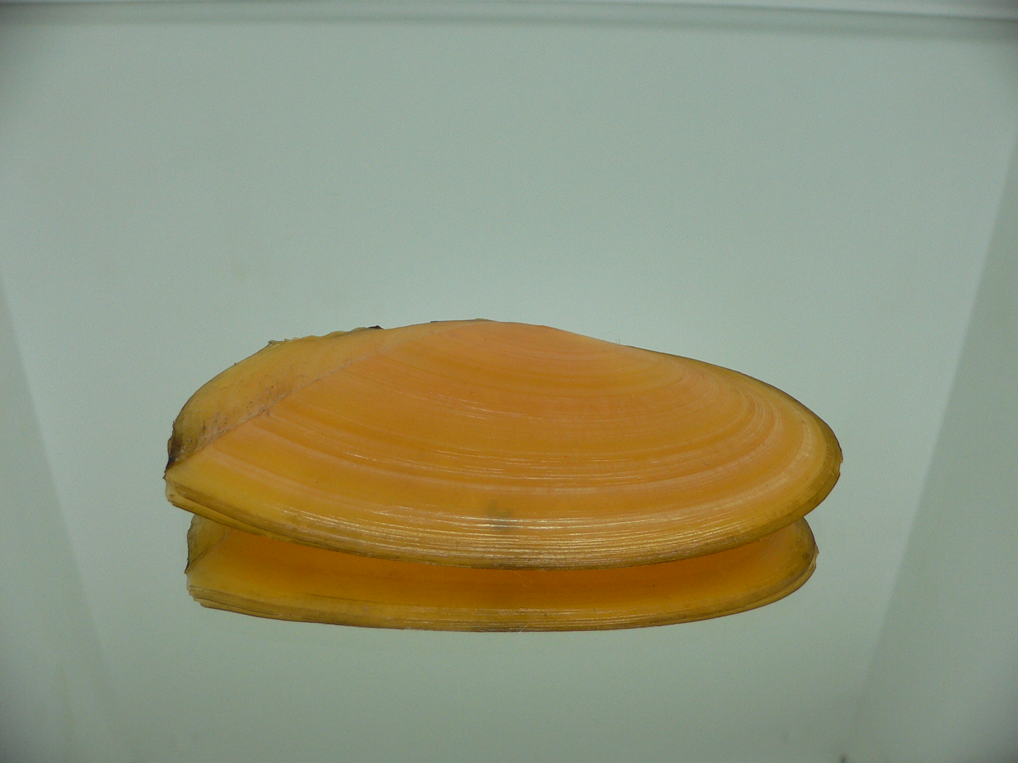 Tellina foliacea BIG