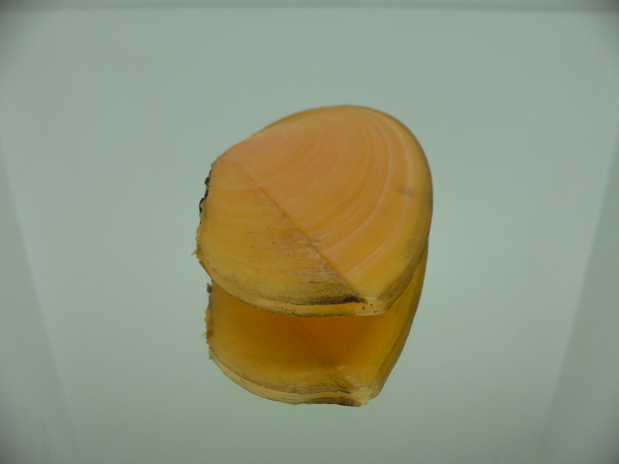 Tellina foliacea BIG