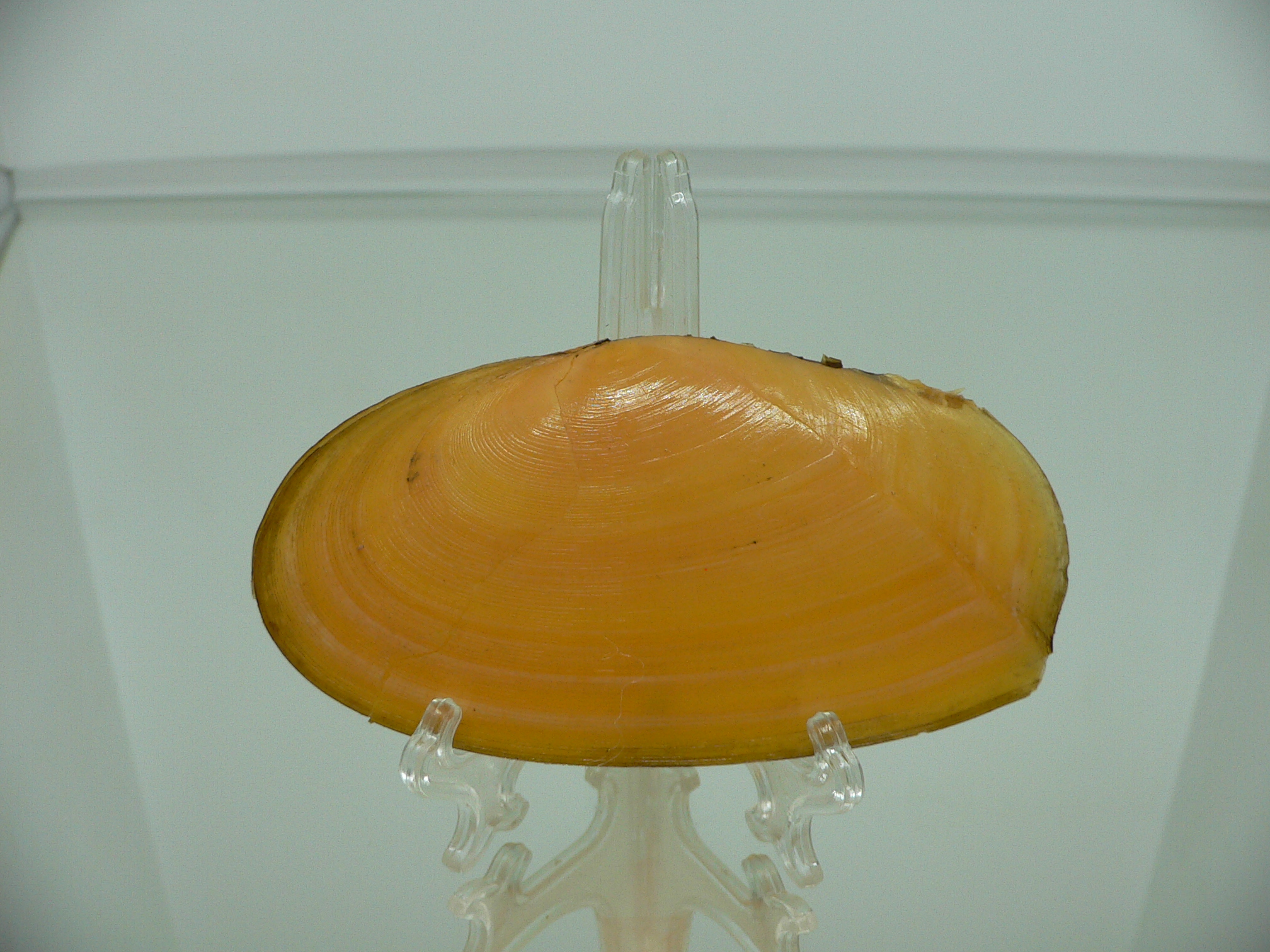 Tellina foliacea BIG