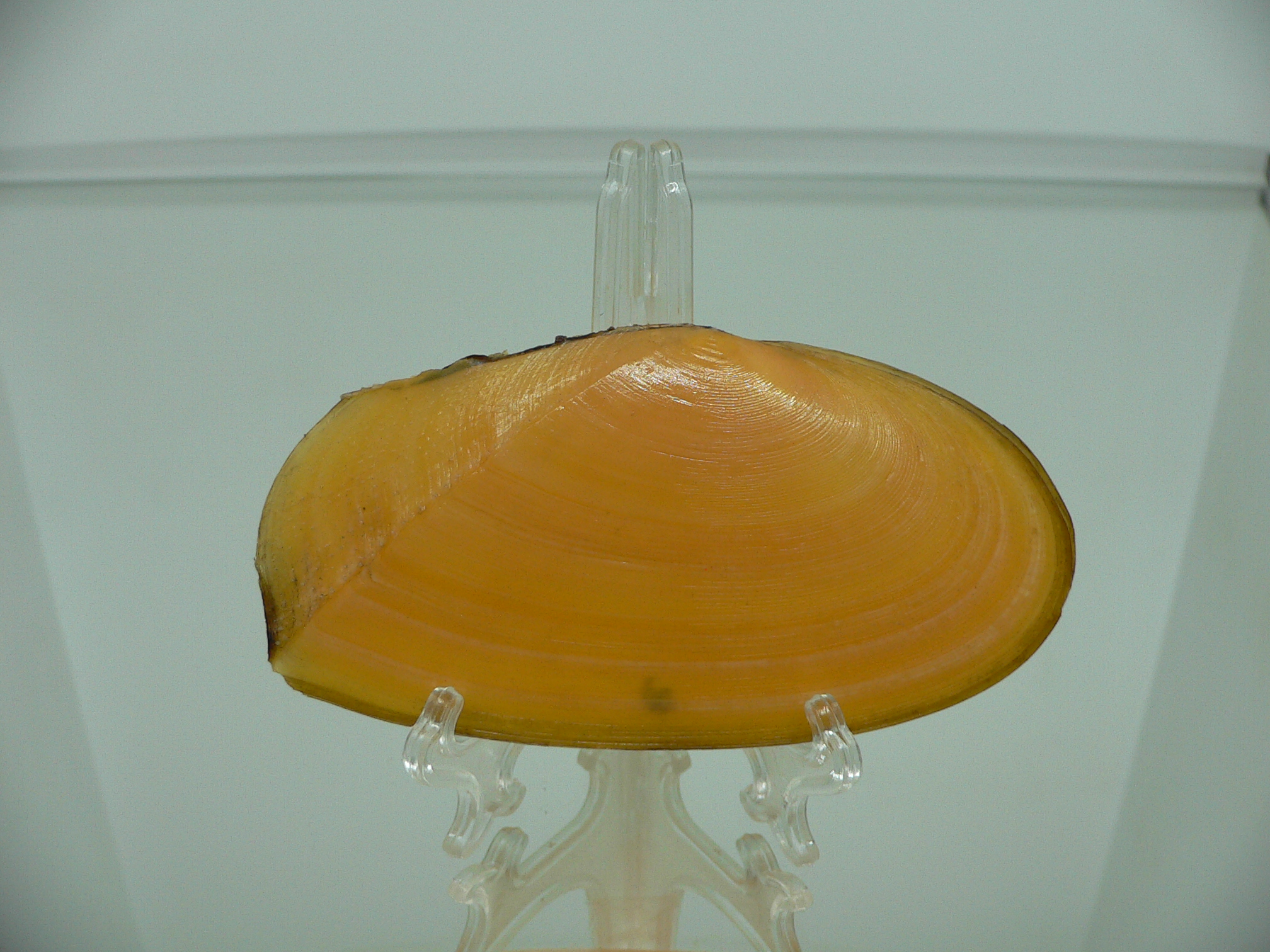 Tellina foliacea BIG