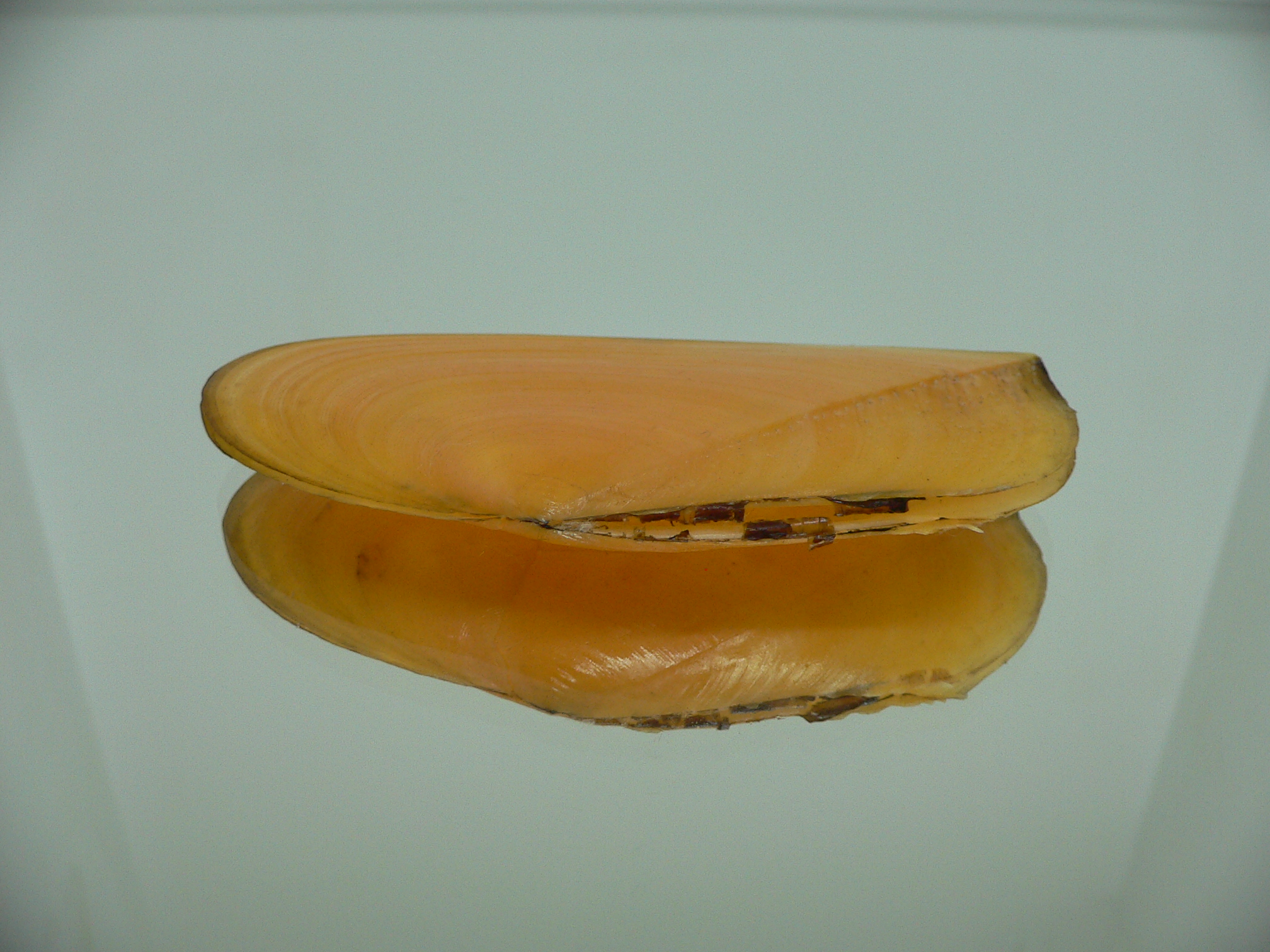 Tellina foliacea BIG