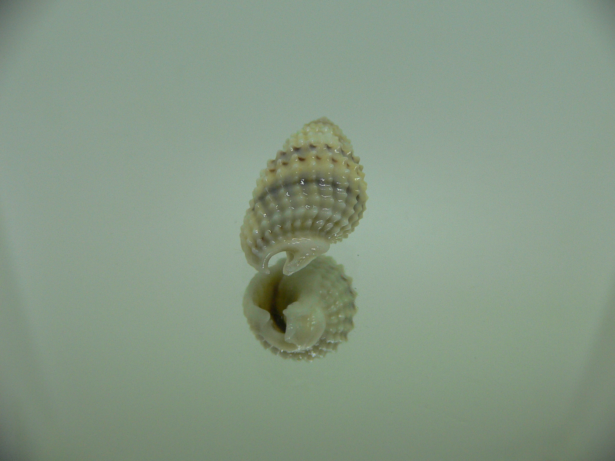 Nassarius gruneri LIGHT & STRIPES