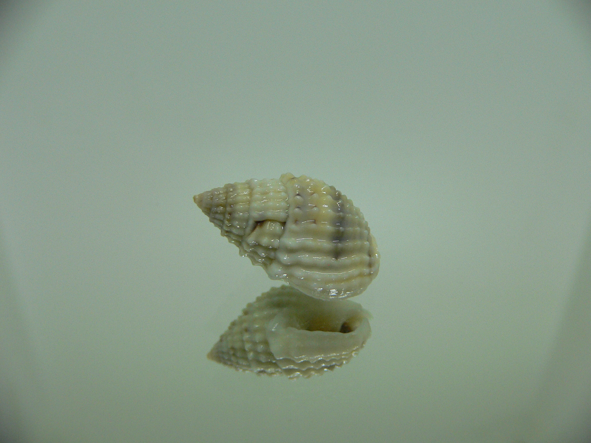 Nassarius gruneri LIGHT & STRIPES