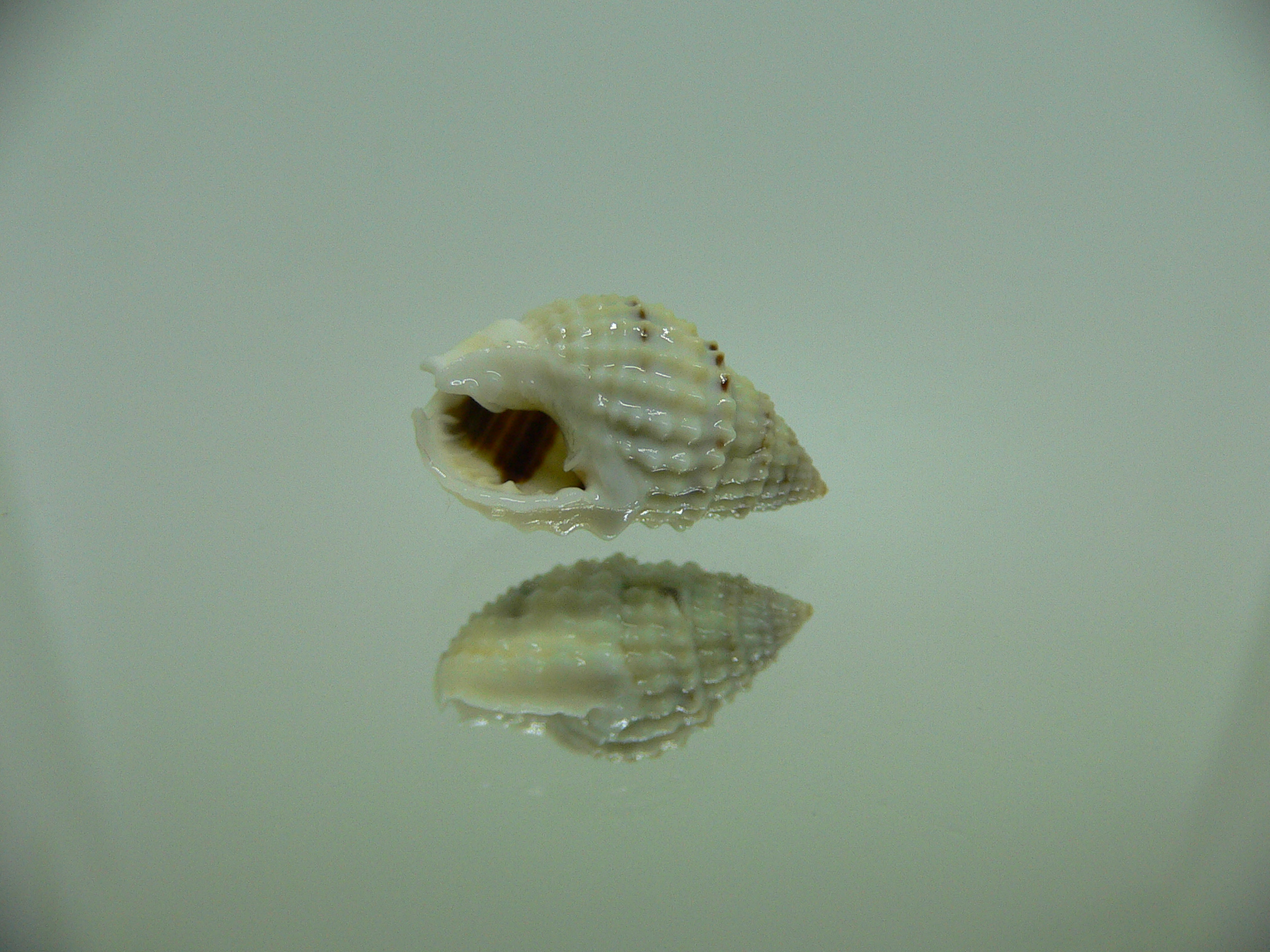 Nassarius gruneri LIGHT & STRIPES