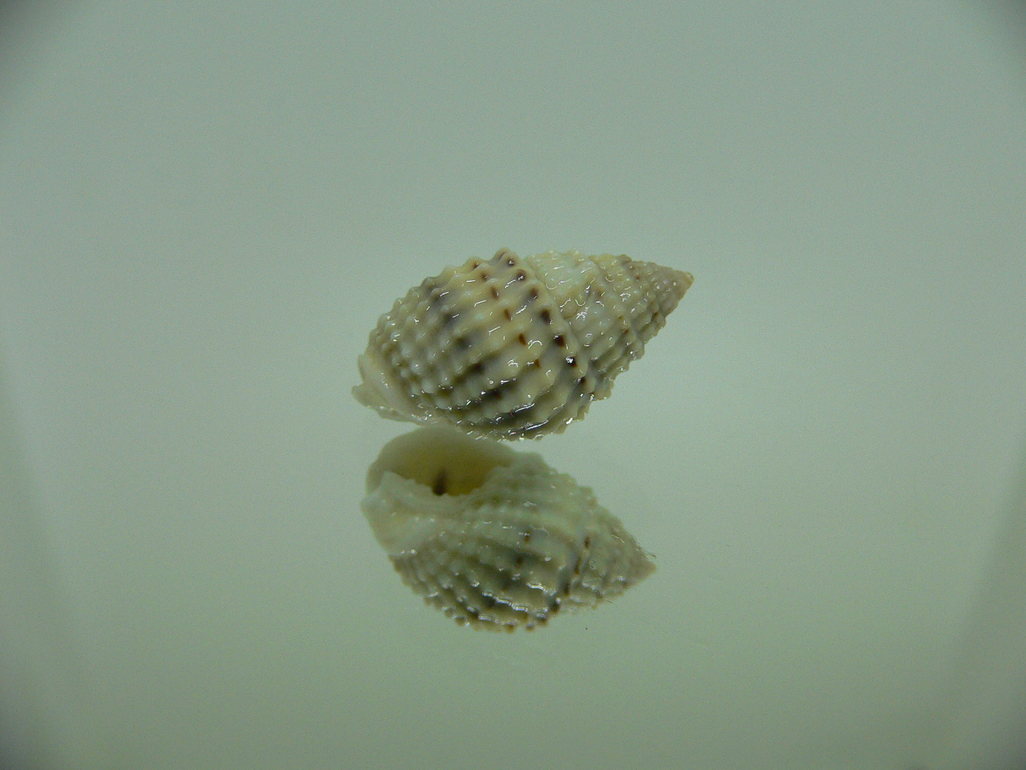 Nassarius gruneri LIGHT & STRIPES