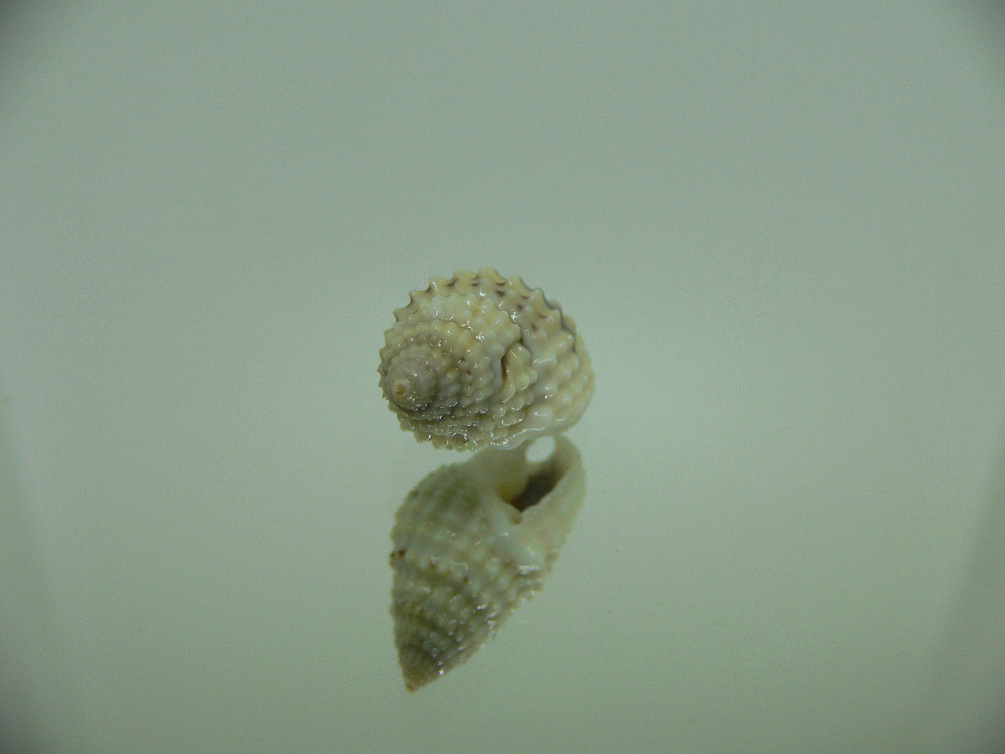 Nassarius gruneri LIGHT & STRIPES