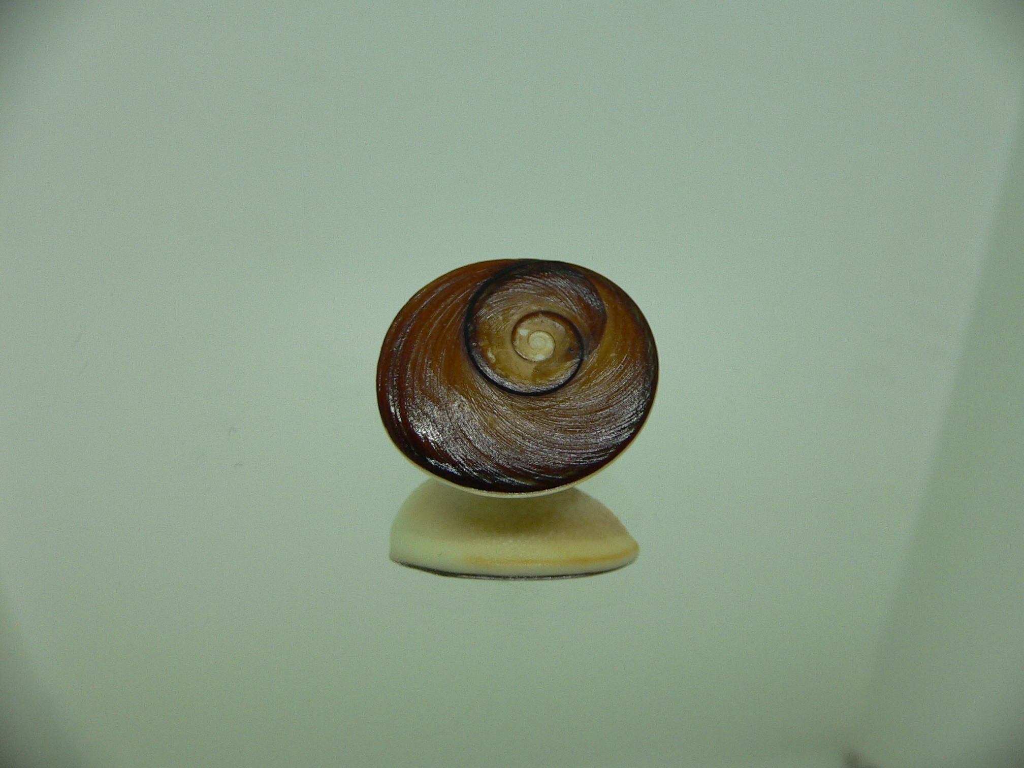Крышечка (Marmarostoma)