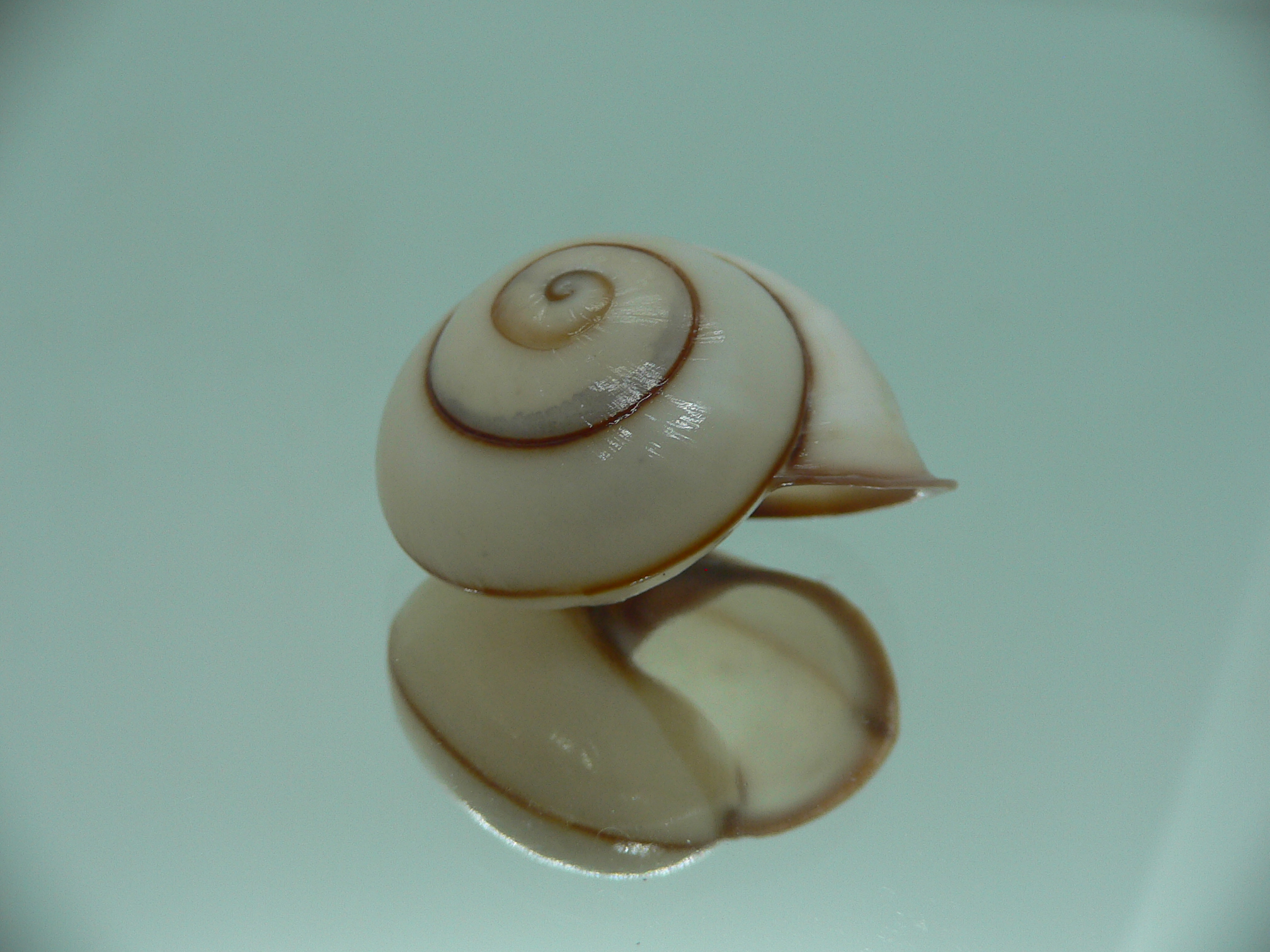 Chloraea saranganica SUPER