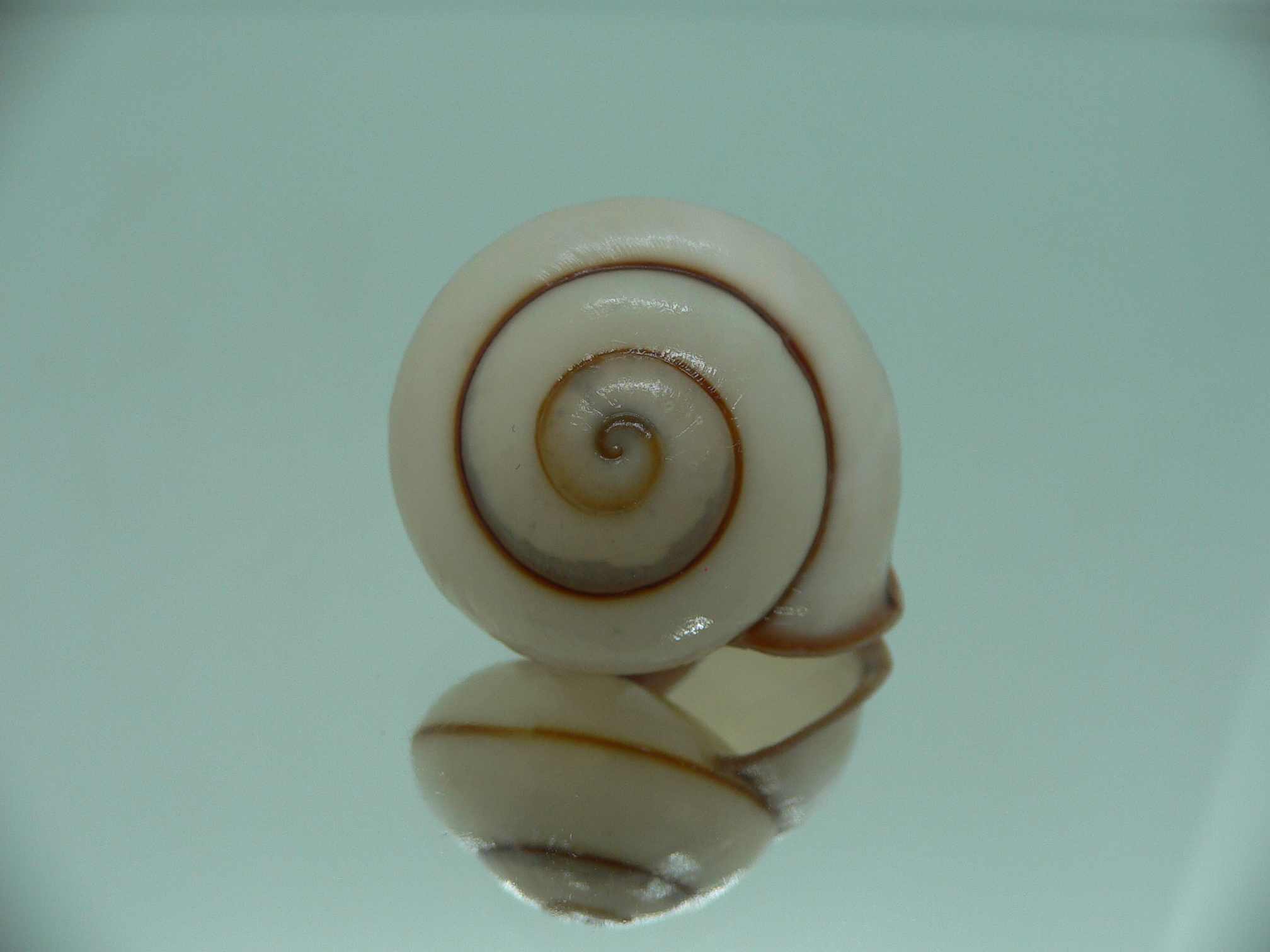 Chloraea saranganica SUPER