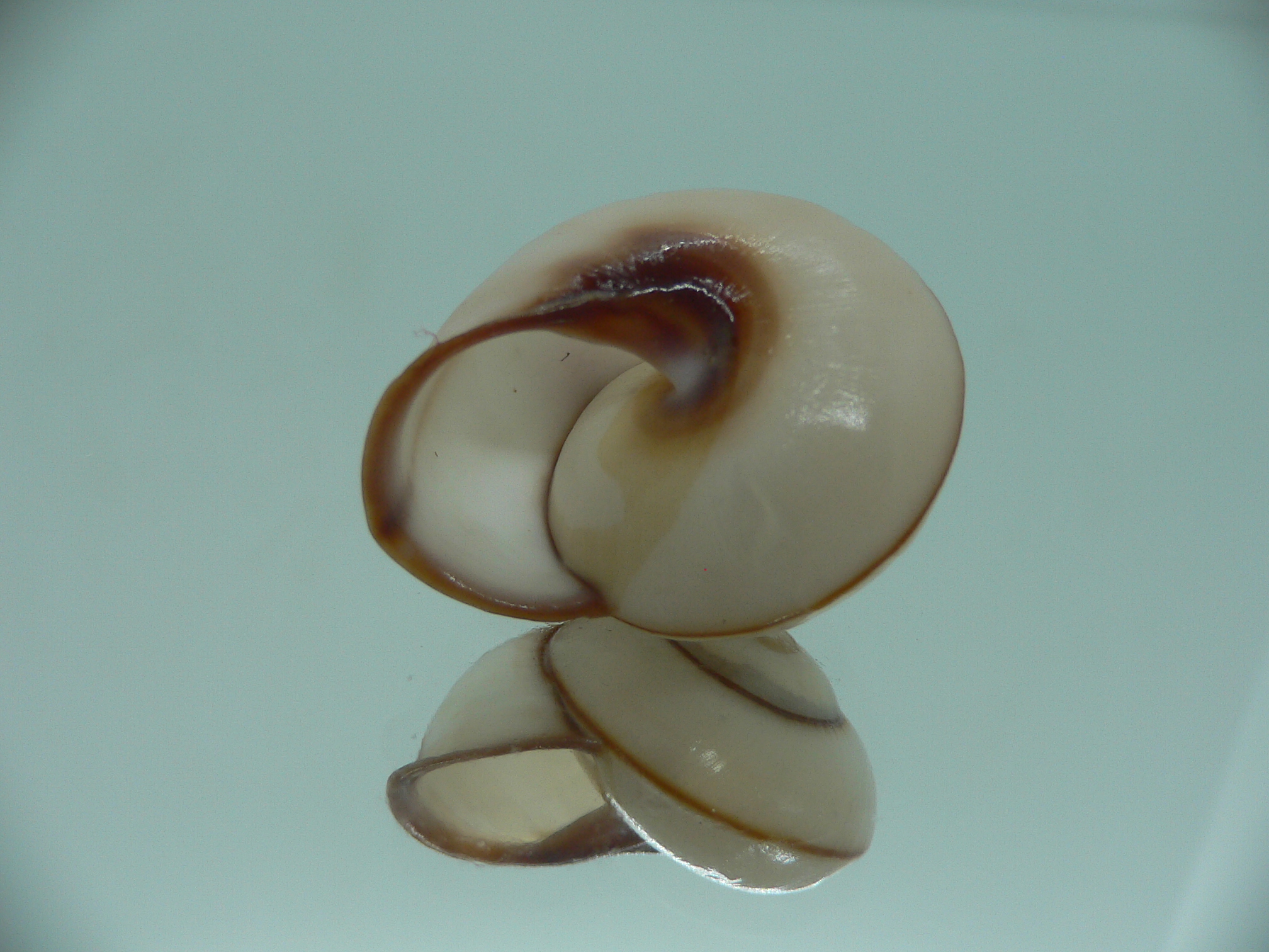 Chloraea saranganica SUPER