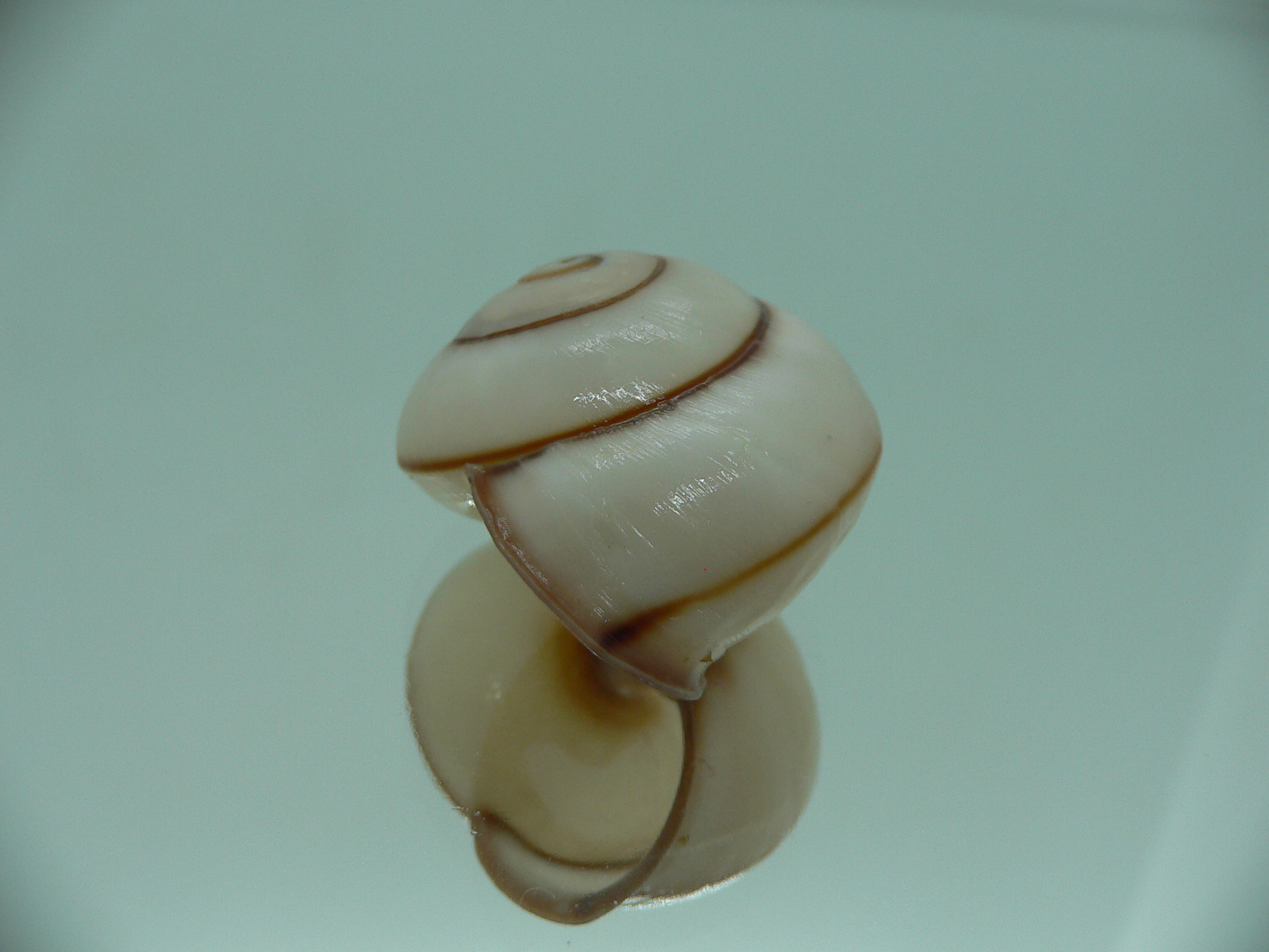 Chloraea saranganica SUPER